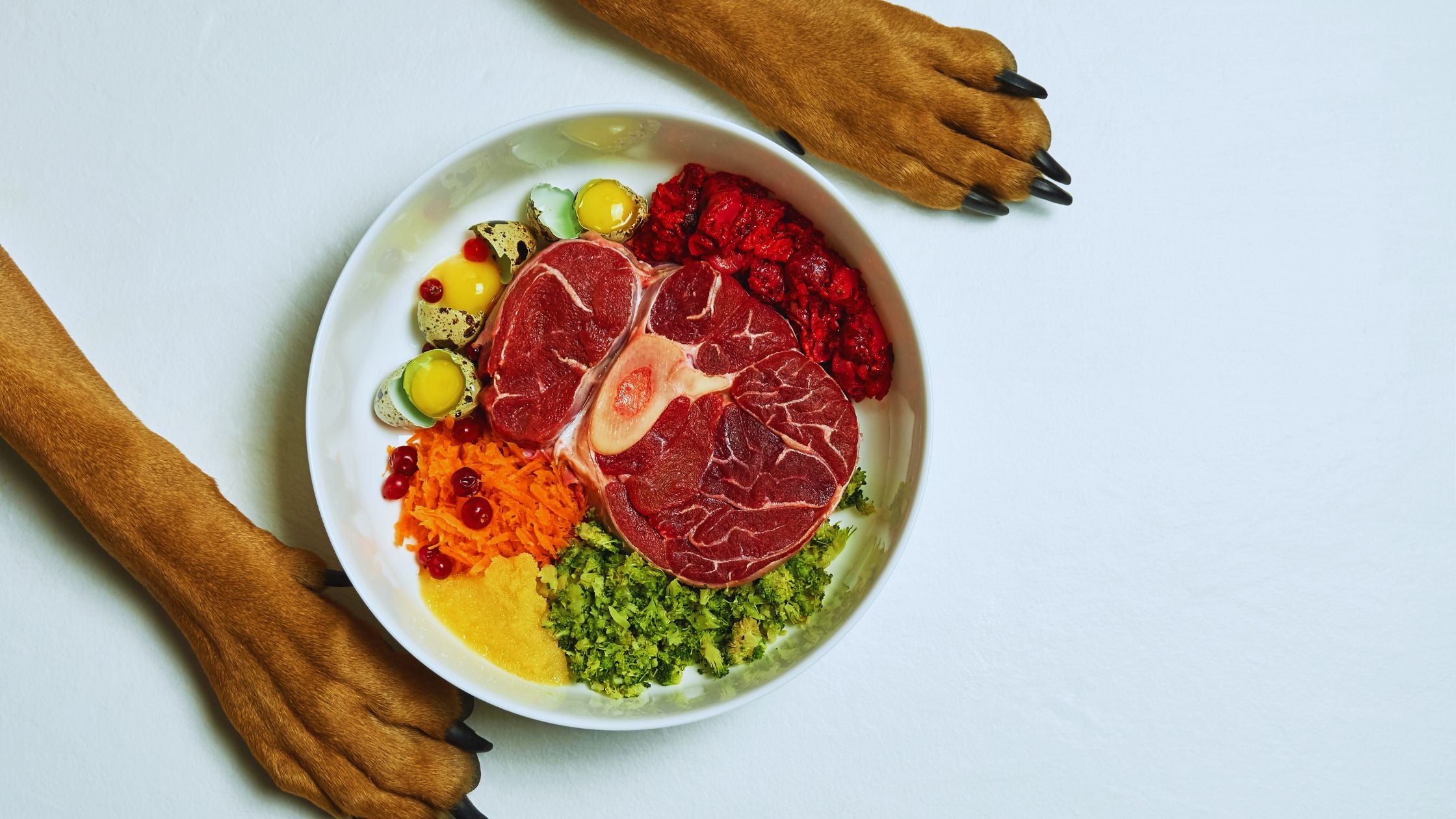 How to Develop a Healthy Feeding Routine for Your Pet Dog