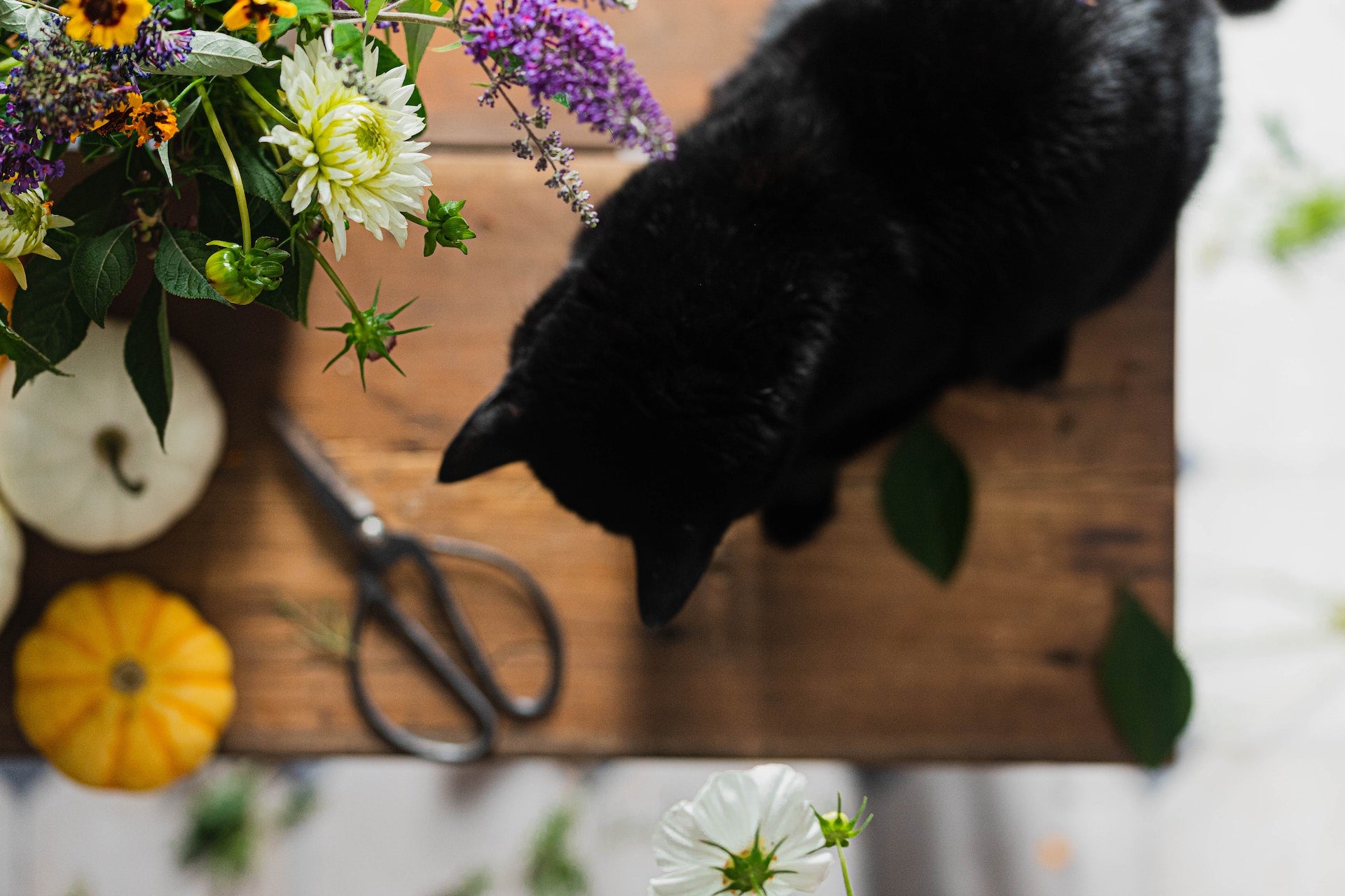 Ultimate Guide to Ziwi Peak Cat Food: Health Benefits & Ingredients Explained