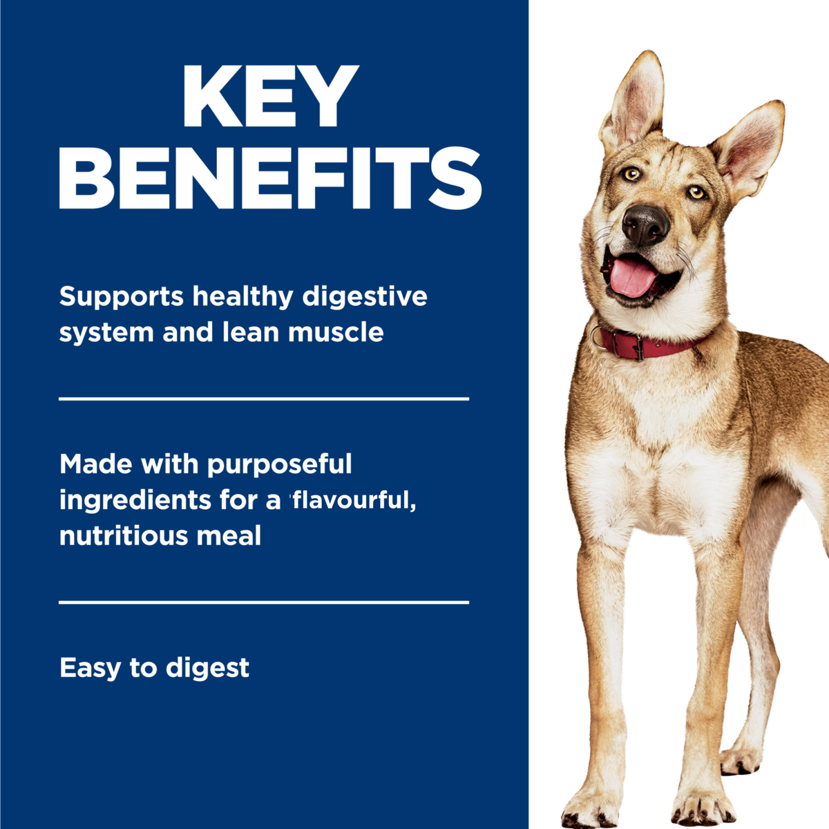 Key benefits panel for Hill's Healthy Cuisine dog food: digestive support, lean muscle, easy to digest