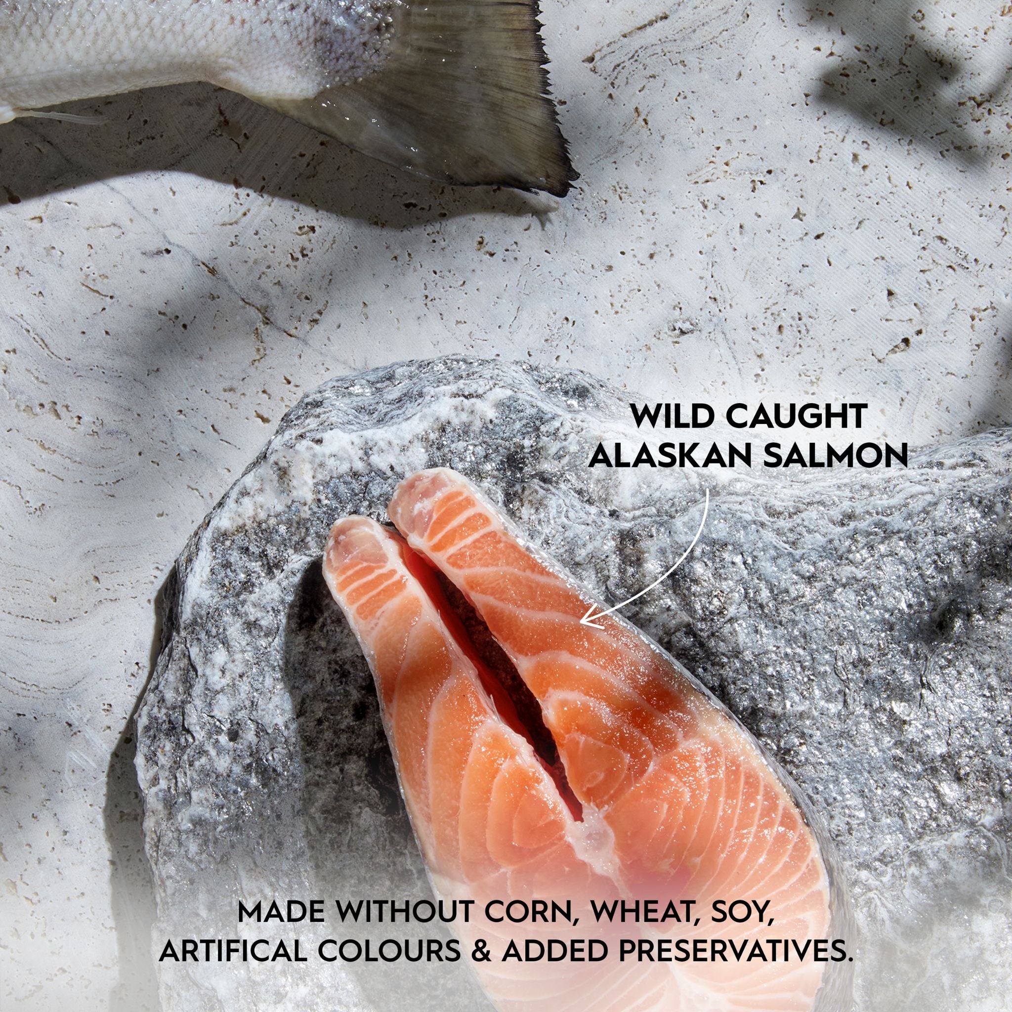 Trilogy Wet Adult Cat Food Wild Caught Alaskan Salmon in Rich Bone Broth