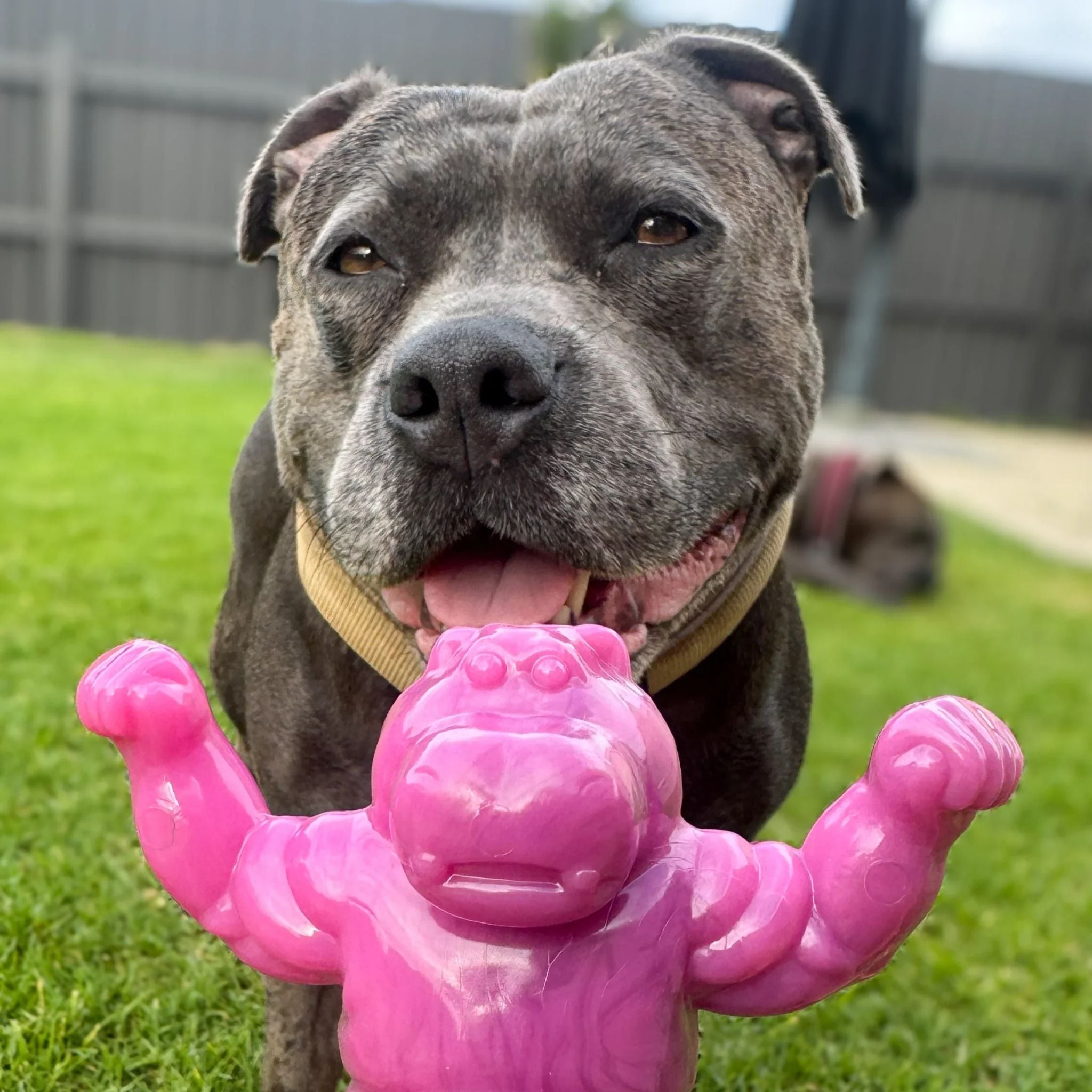 Happy Staffy Co Chomp-O-Potamus Dog Toy