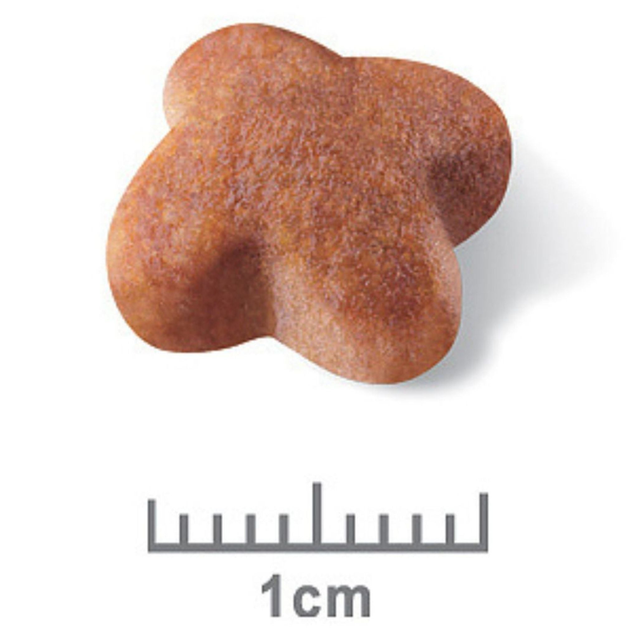 Royal Canin Jack Russell Terrier