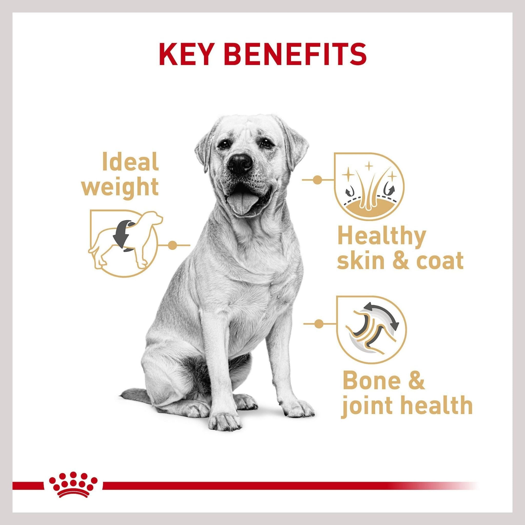 Royal Canin Labrador Retriever