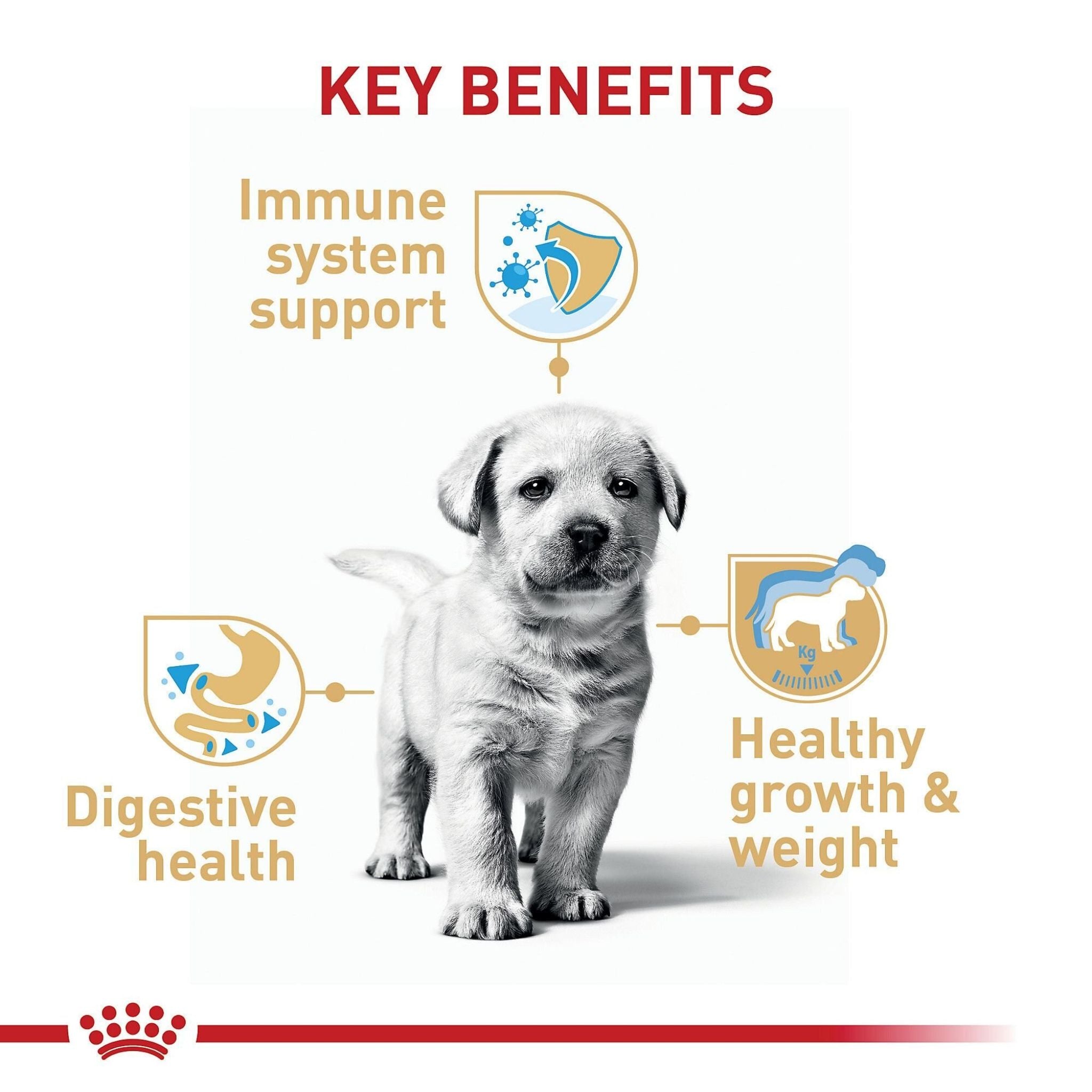 Royal Canin Labrador Retriever Puppy