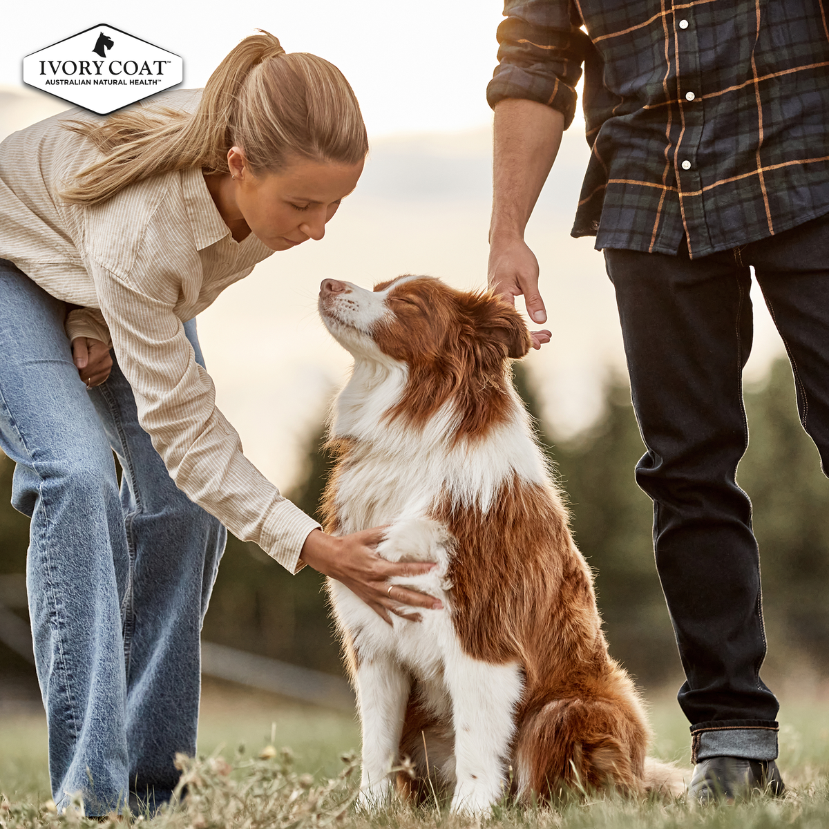 A couple greeting a Border Collie outdoors, Ivory Coat lifestyle photo