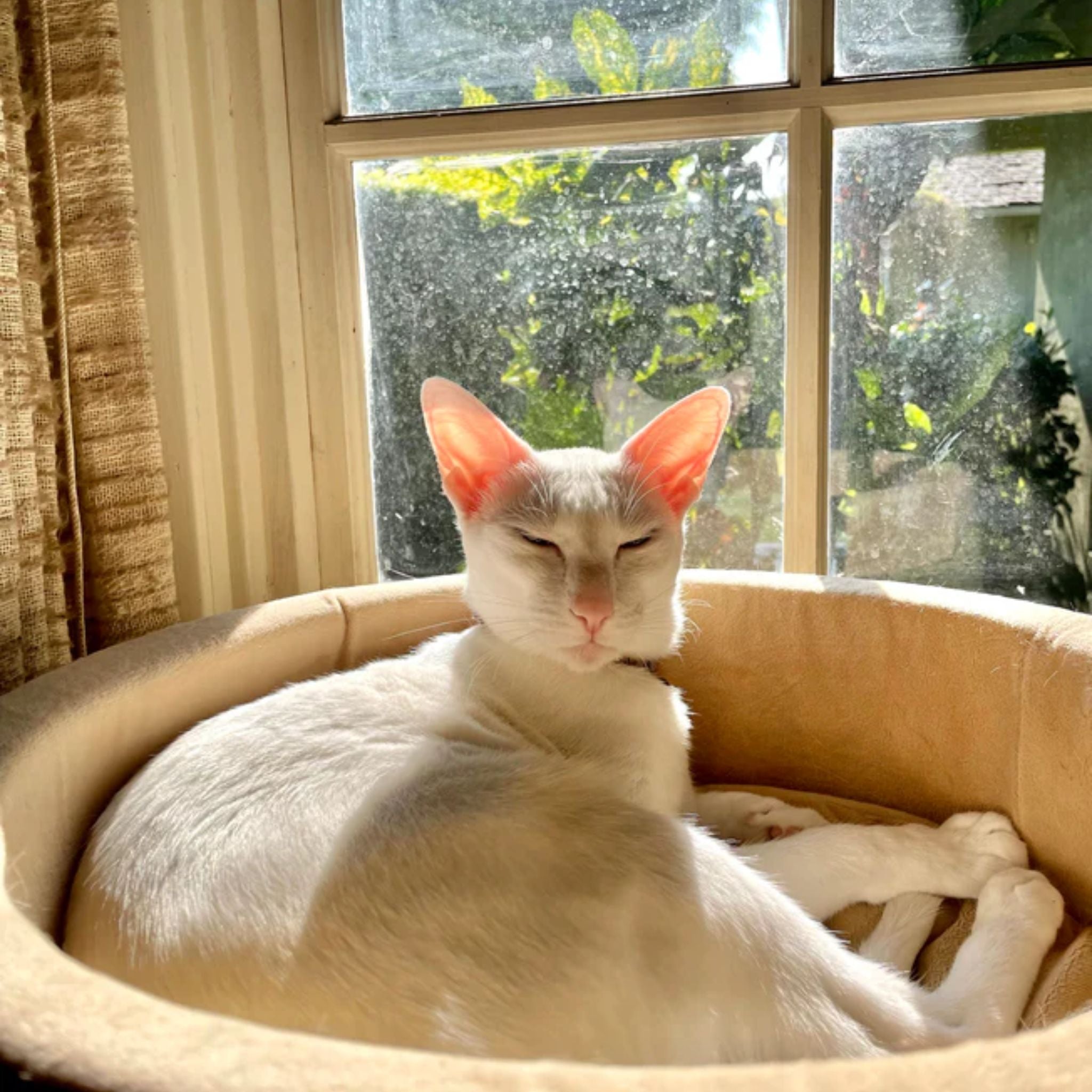 K&H Thermo-Kitty Bed Heated Cat Bed