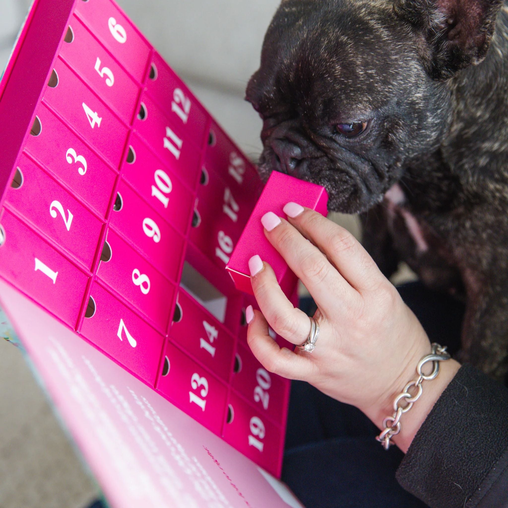 Laila & Me Dog Advent Calendar