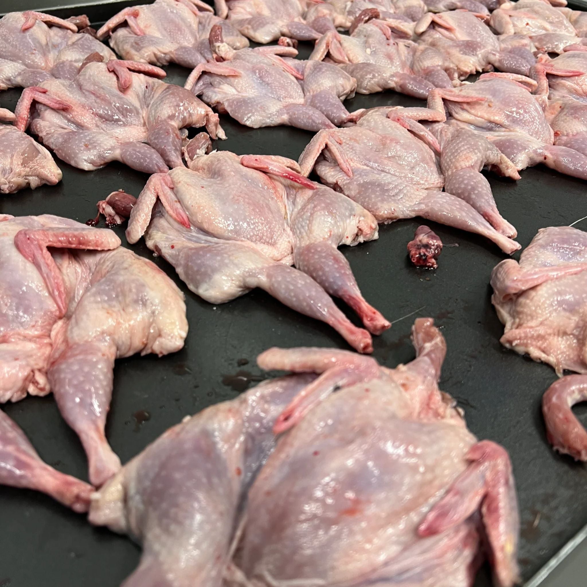 Freezy Paws Freeze Dried Whole Quail Pet Treats for Dogs & Cats