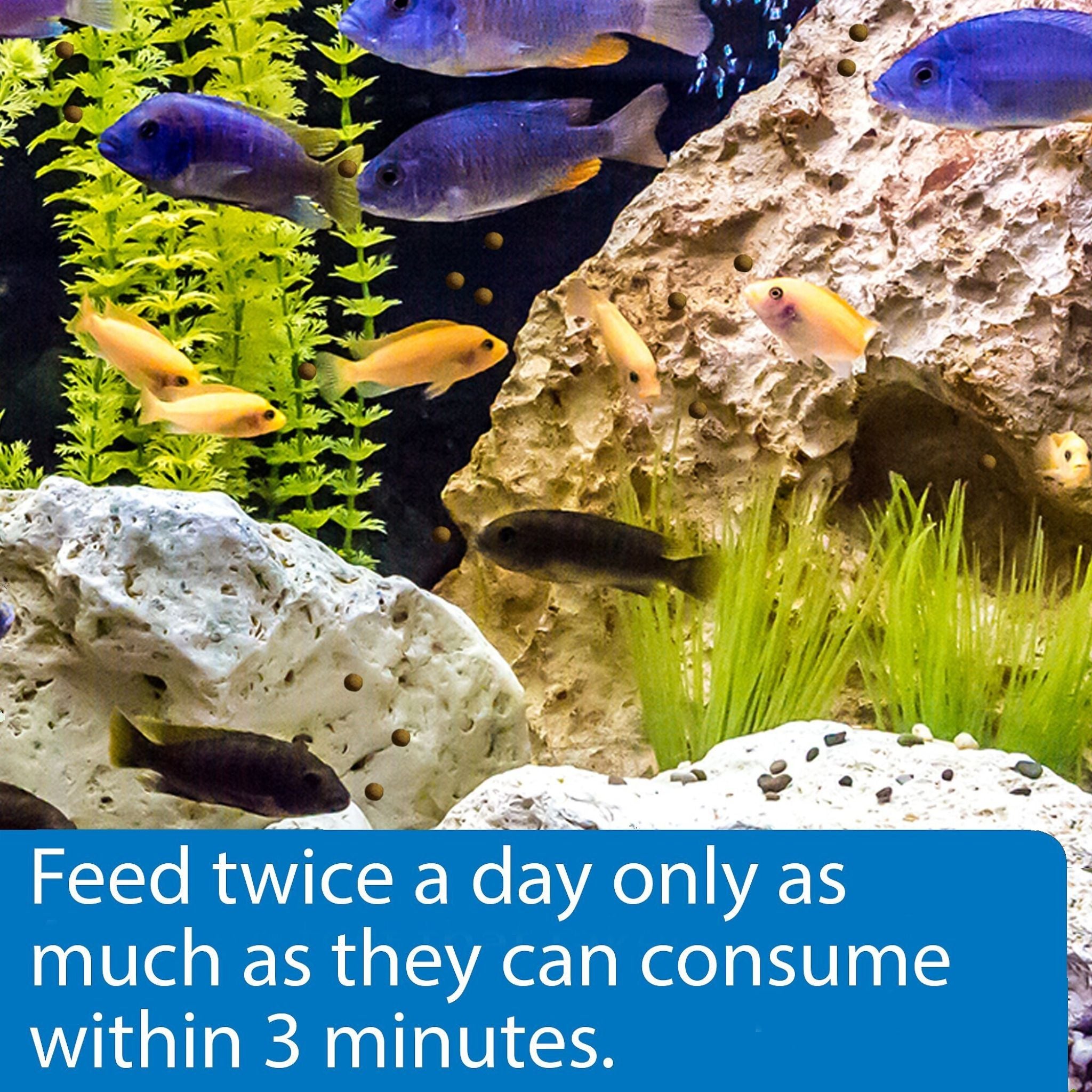 API Floating Cichlid Pellets Medium