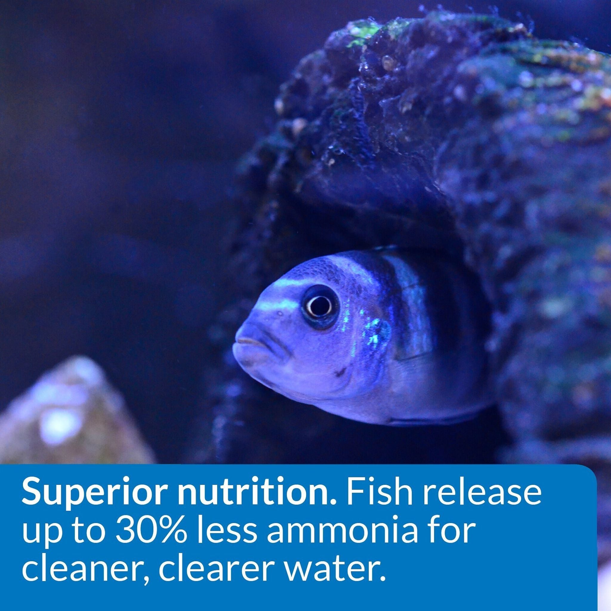 API Floating Cichlid Pellets Medium