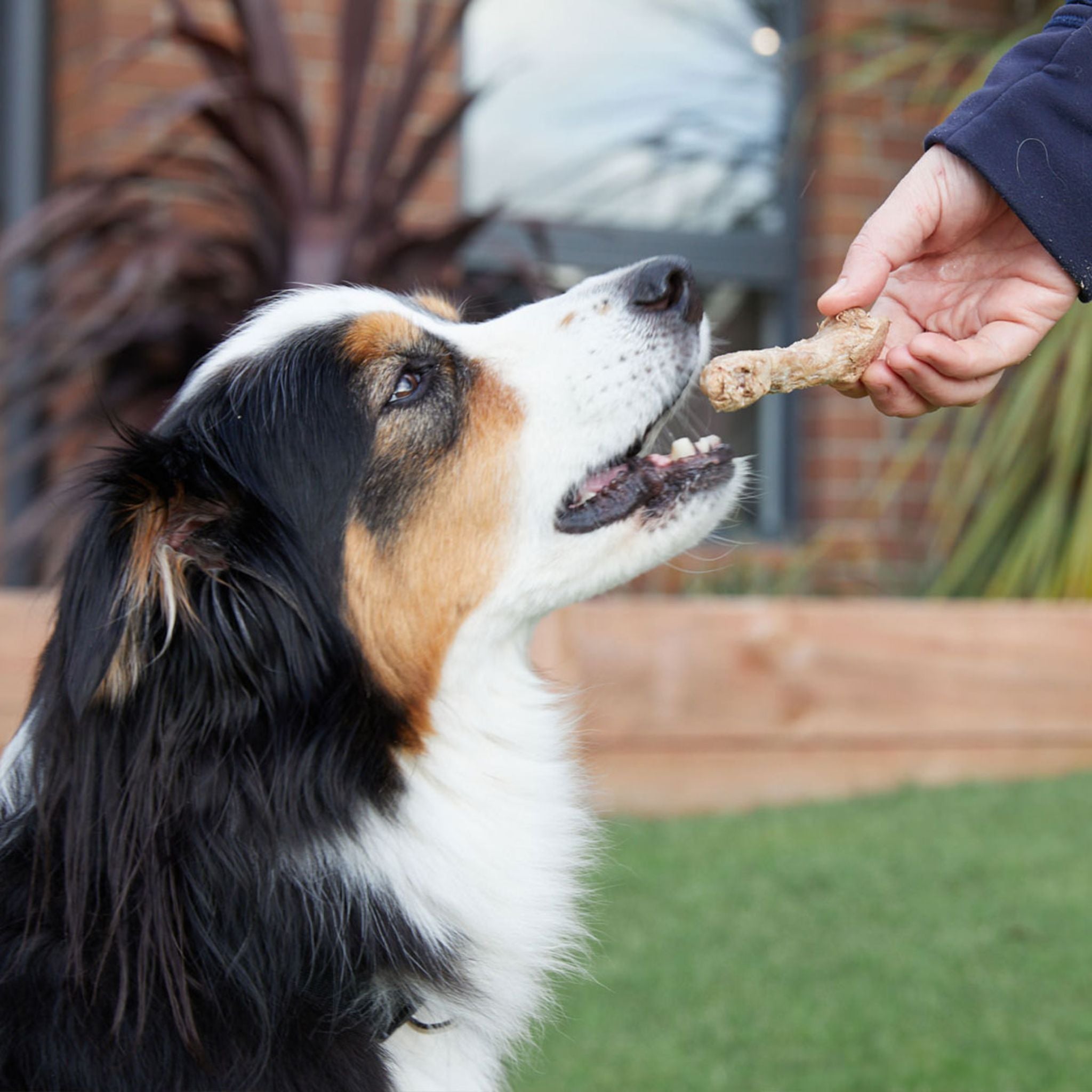 Isle and Sky Freeze Dried Pet Treats Chicken Necks