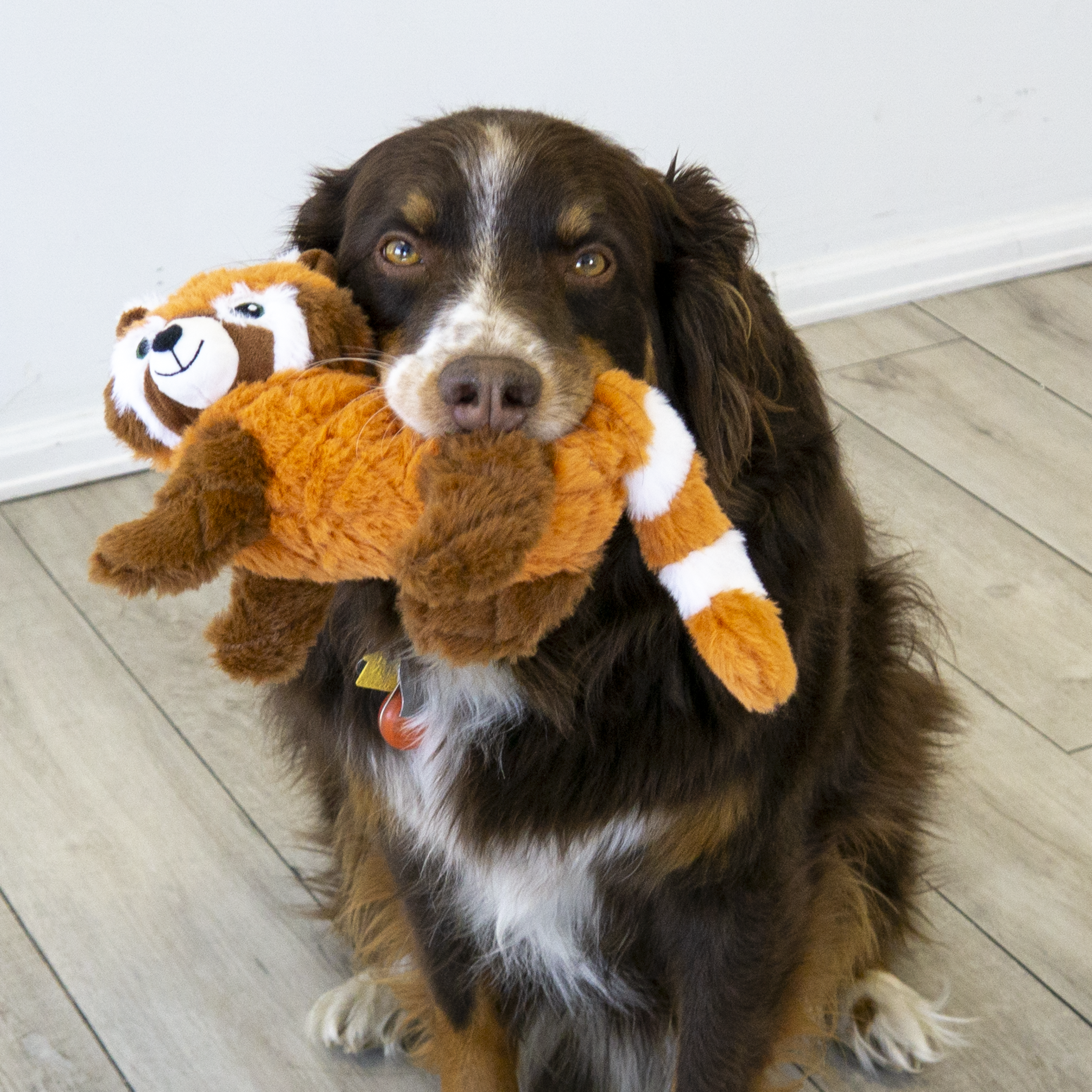 Dog using the KONG Dog Toys Scampers Red Panda