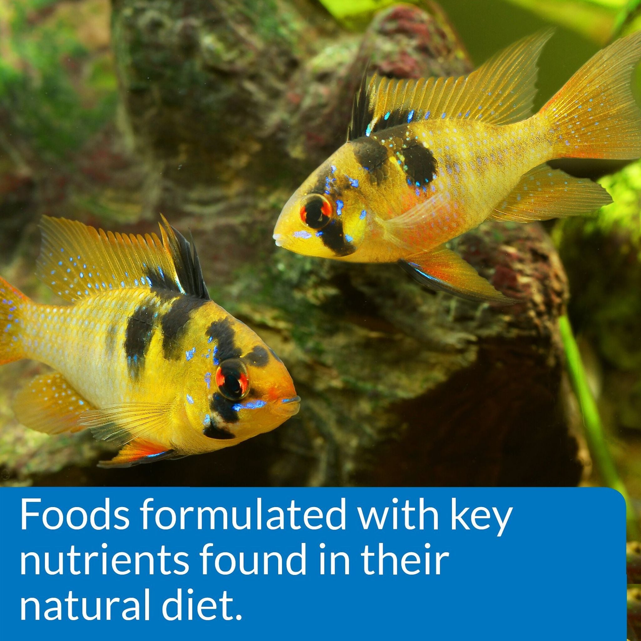 API Floating Cichlid Pellets Medium