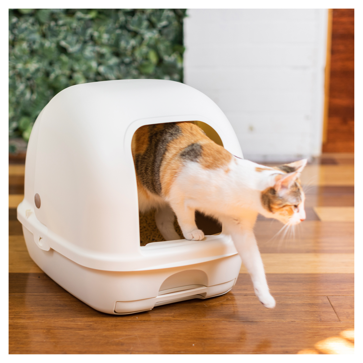 Calico cat stepping out of a cream Ezi-LockOdour hooded litter box on a wooden floor