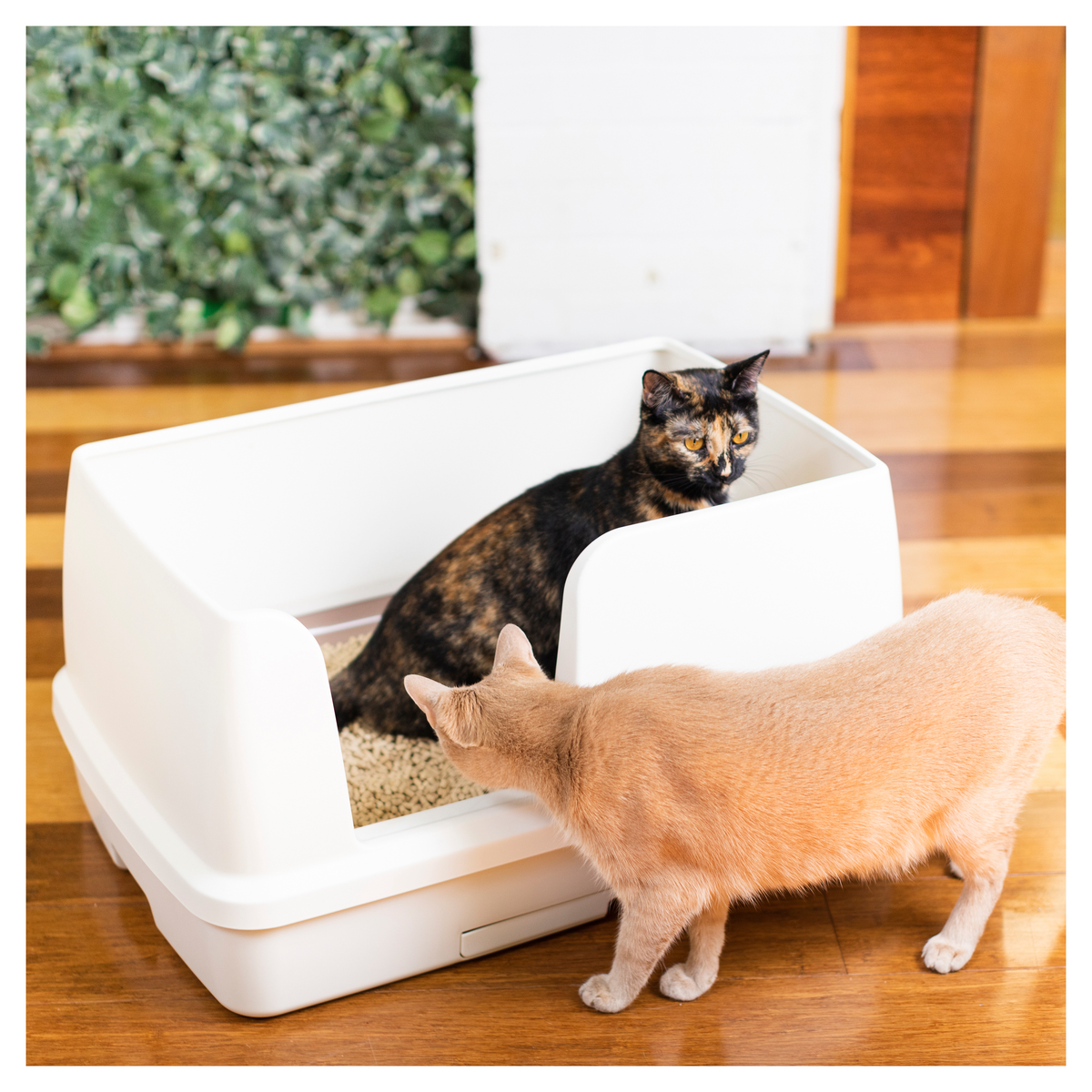 Tortoiseshell and ginger cats at a large white Ezi-LockOdour XL litter tray on a wooden floor
