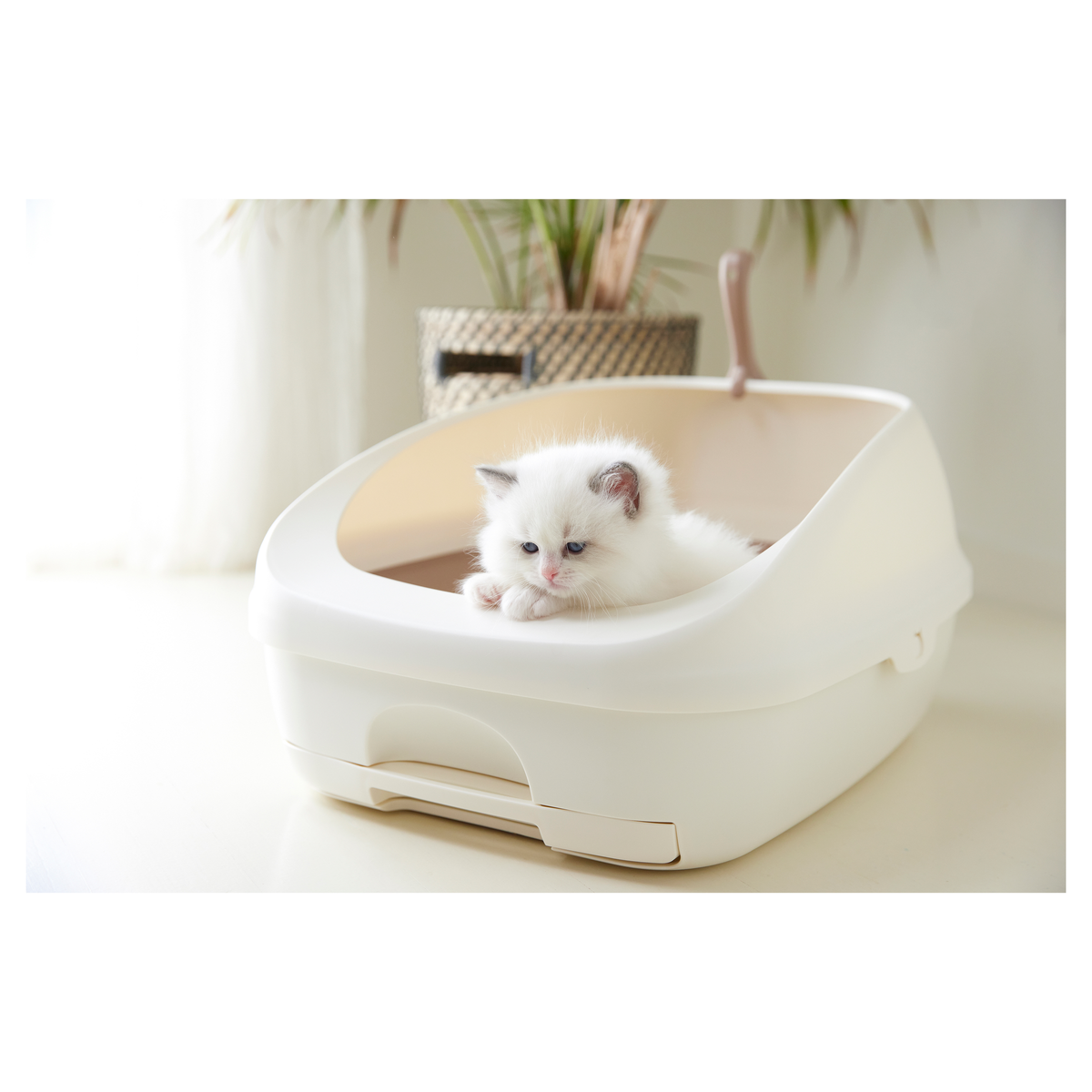 White kitten sitting in a cream Ezi-LockOdour open litter tray