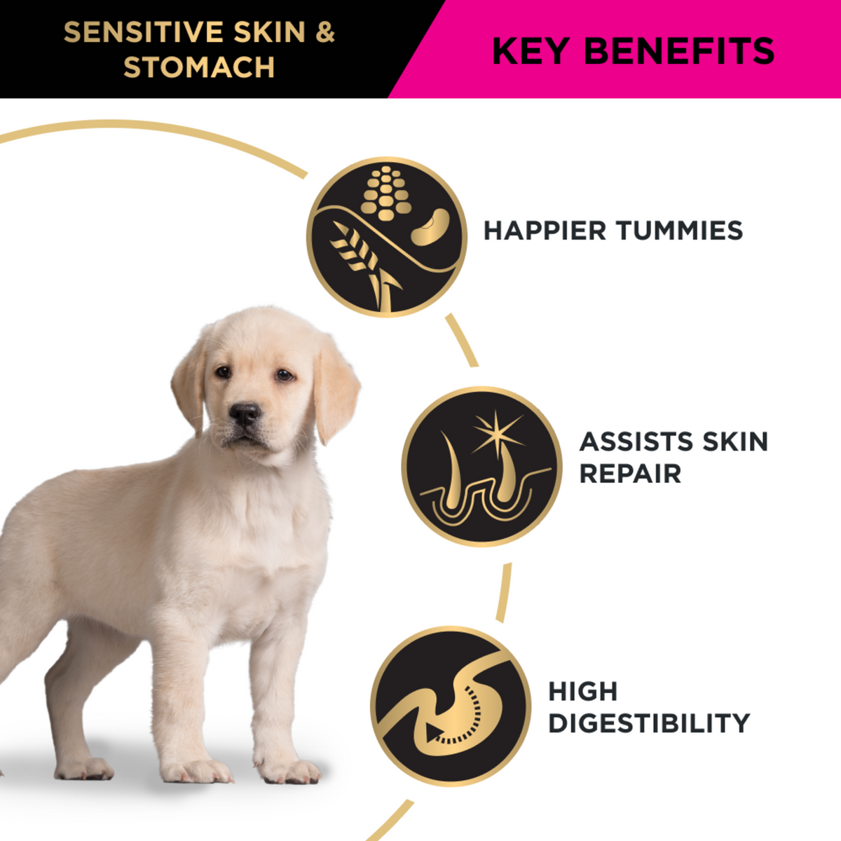 PRO PLAN Puppy Sensitive Skin & Stomach key benefits with a labrador puppy: digestion, skin repair