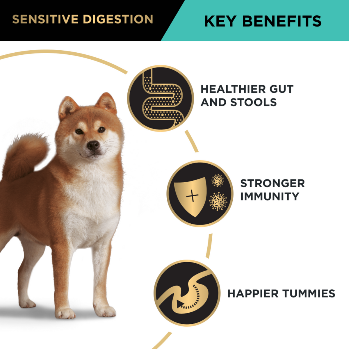 PRO PLAN Sensitive Digestion key benefits with a shiba inu: gut health, stools and immunity