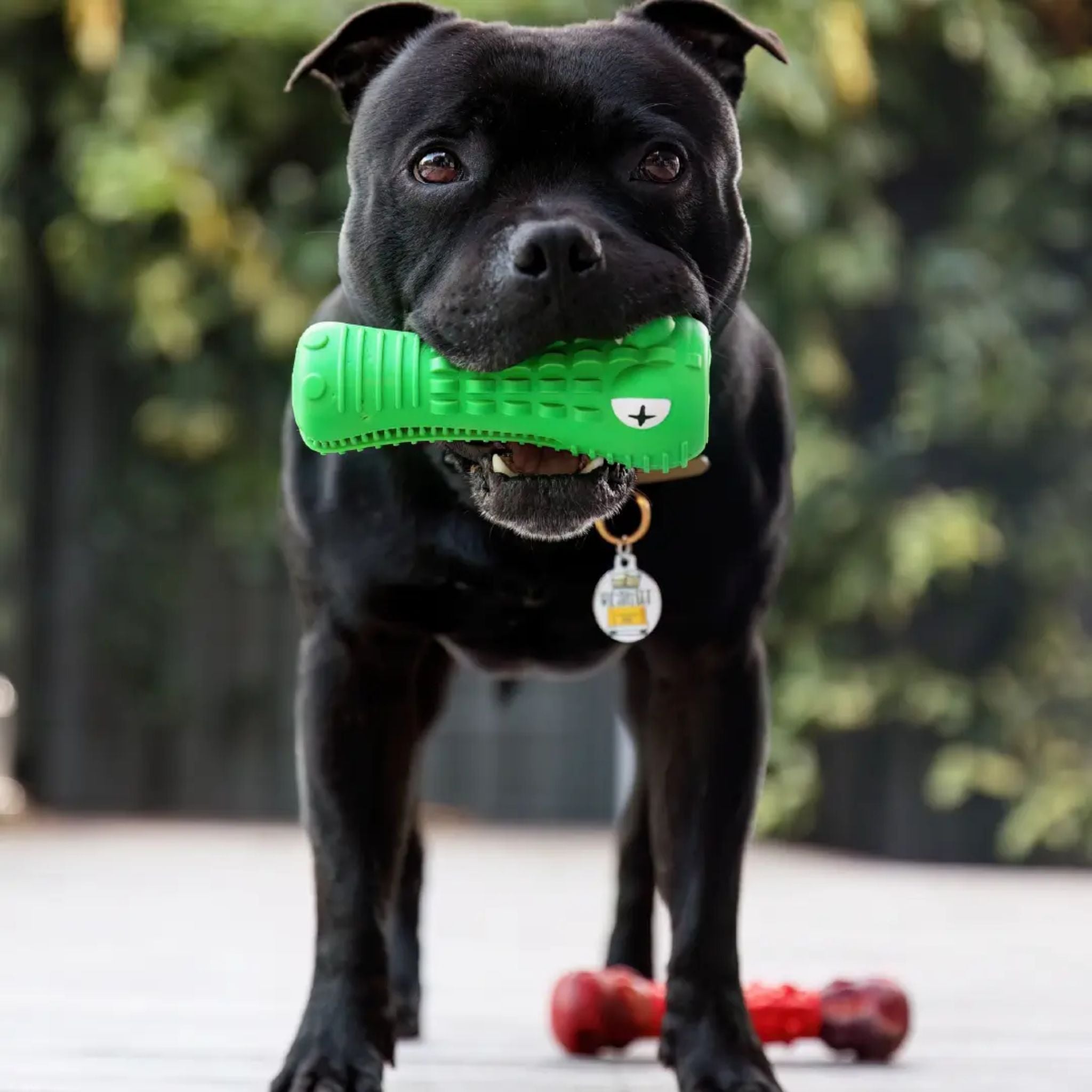 Happy Staffy Co Cactus Cowboy Dog Toy
