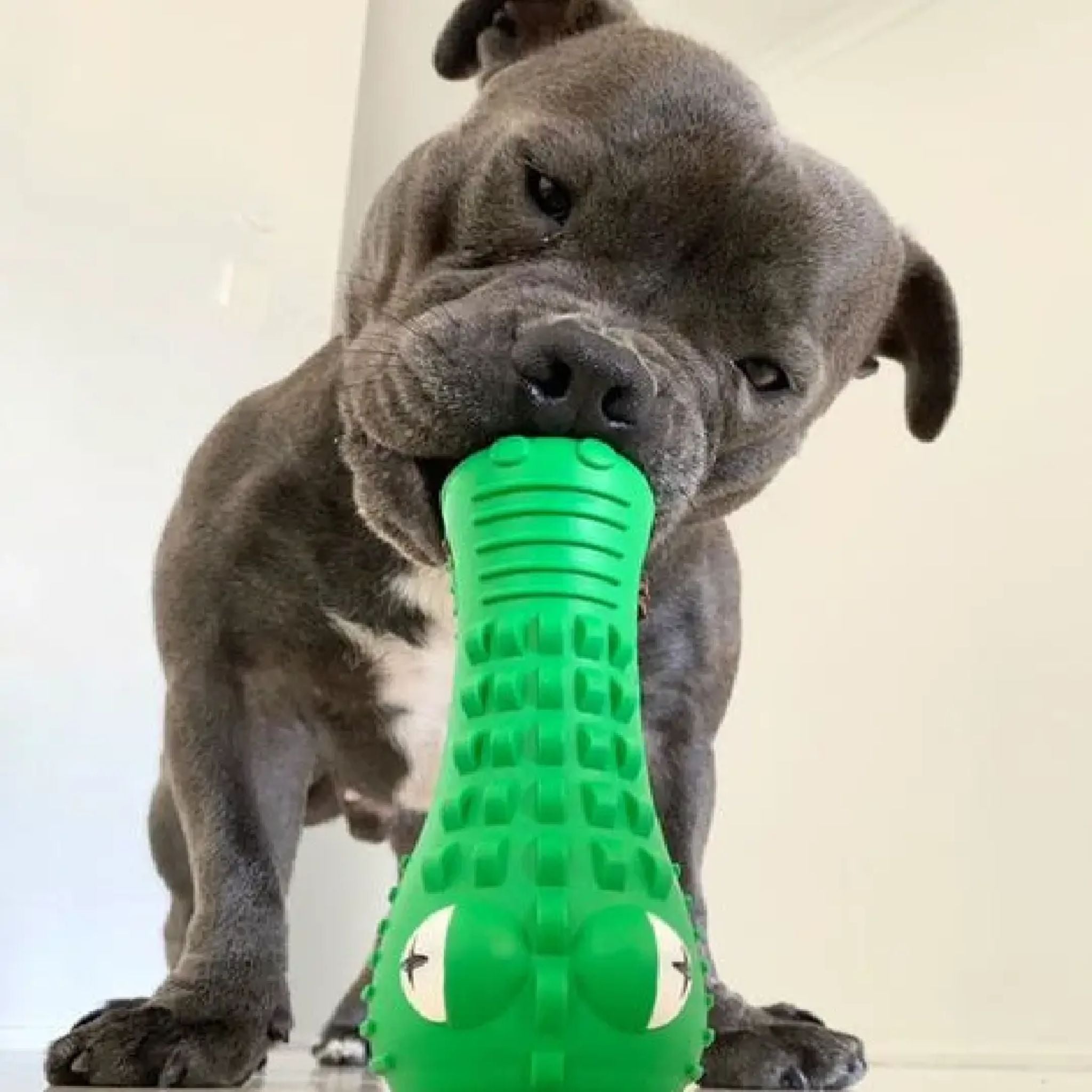 Happy Staffy Co Cactus Cowboy Dog Toy