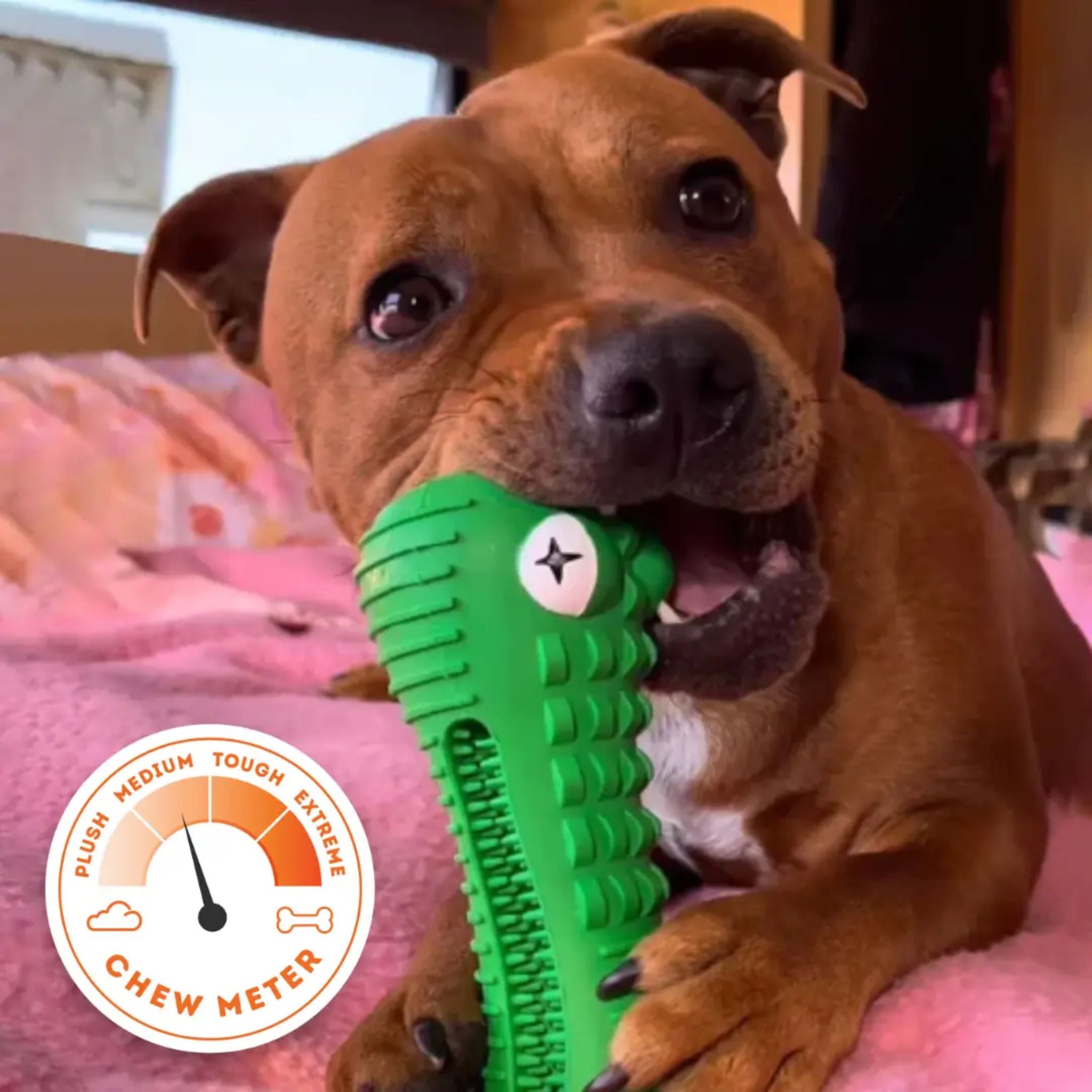 Happy Staffy Co Cactus Cowboy Dog Toy