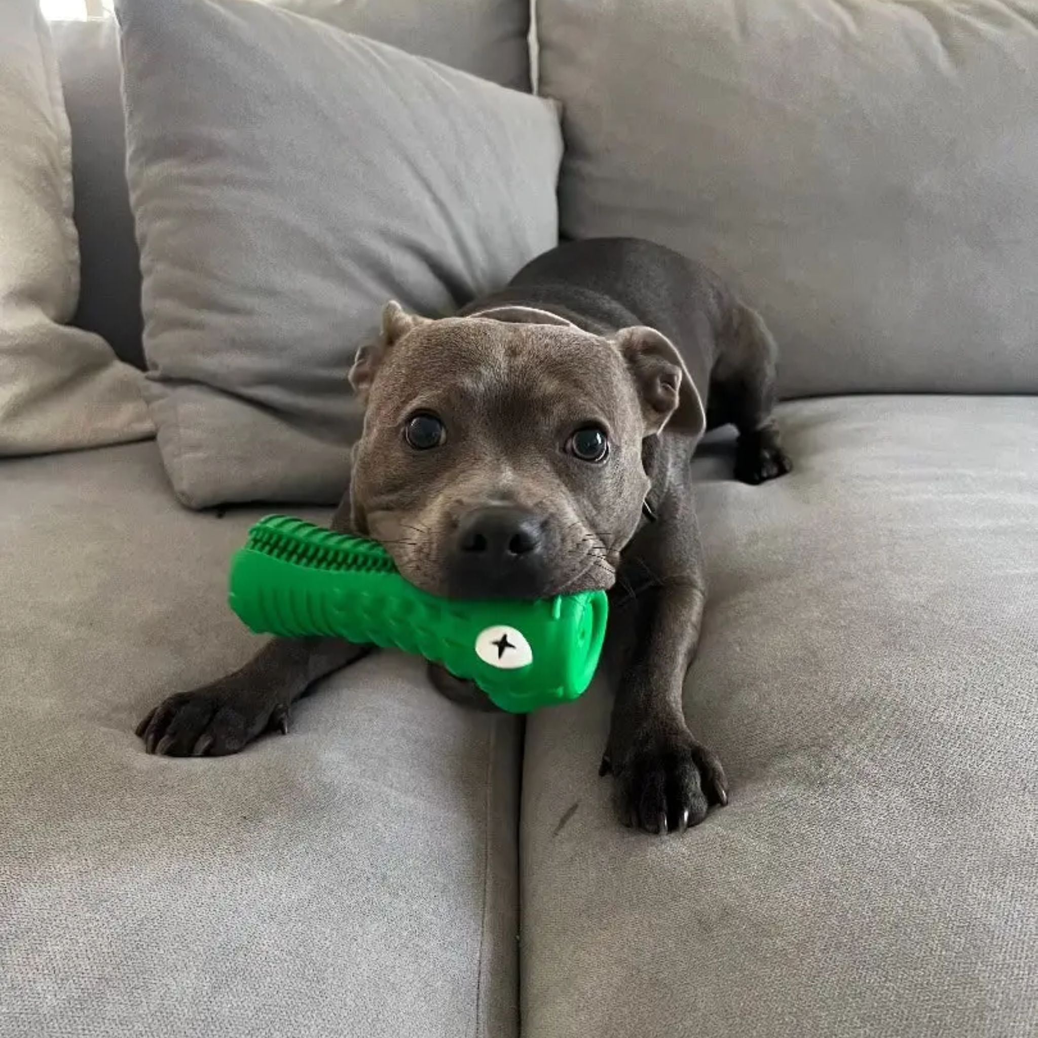 Happy Staffy Co Cactus Cowboy Dog Toy