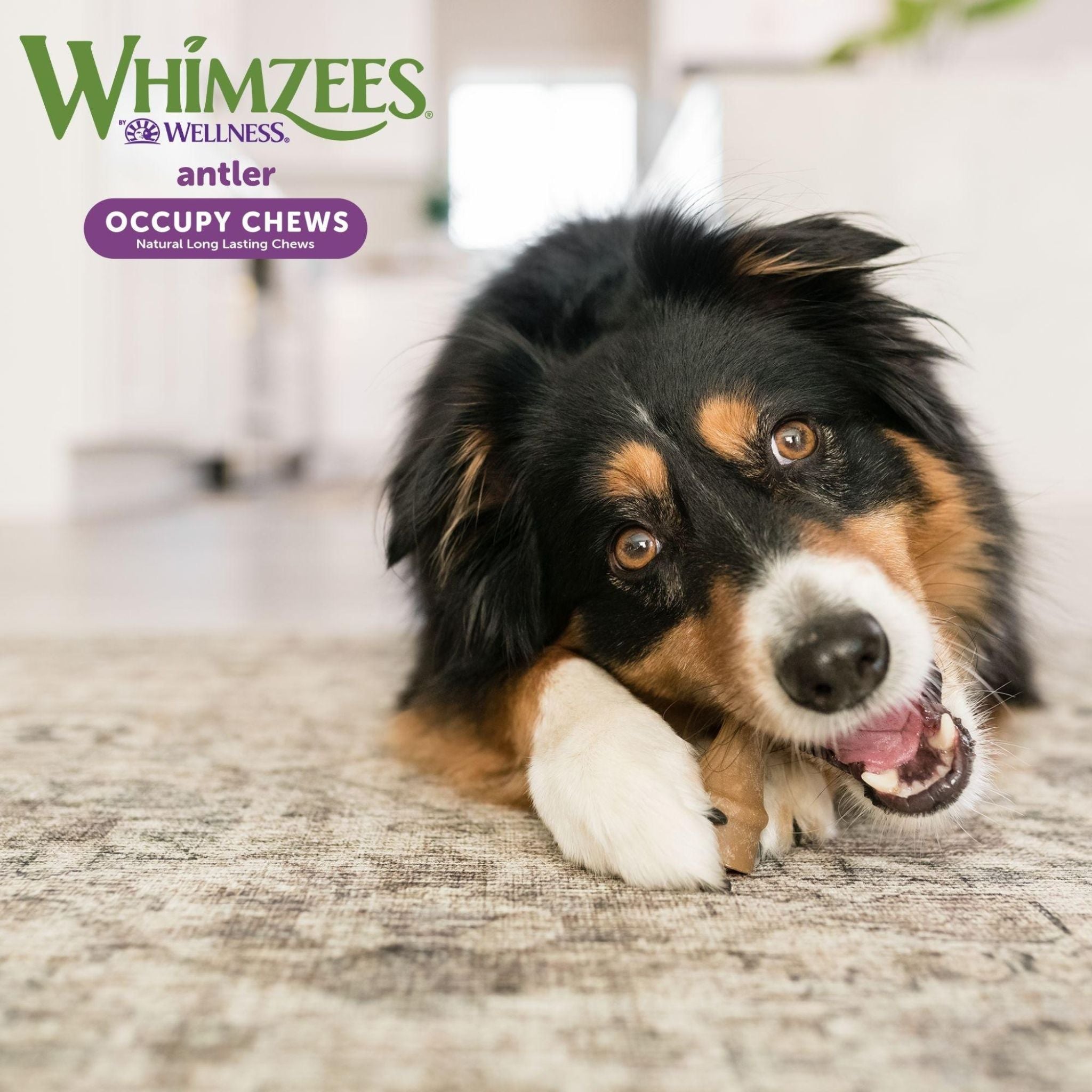 Whimzees Dental Dog Treats Occupy Antlers