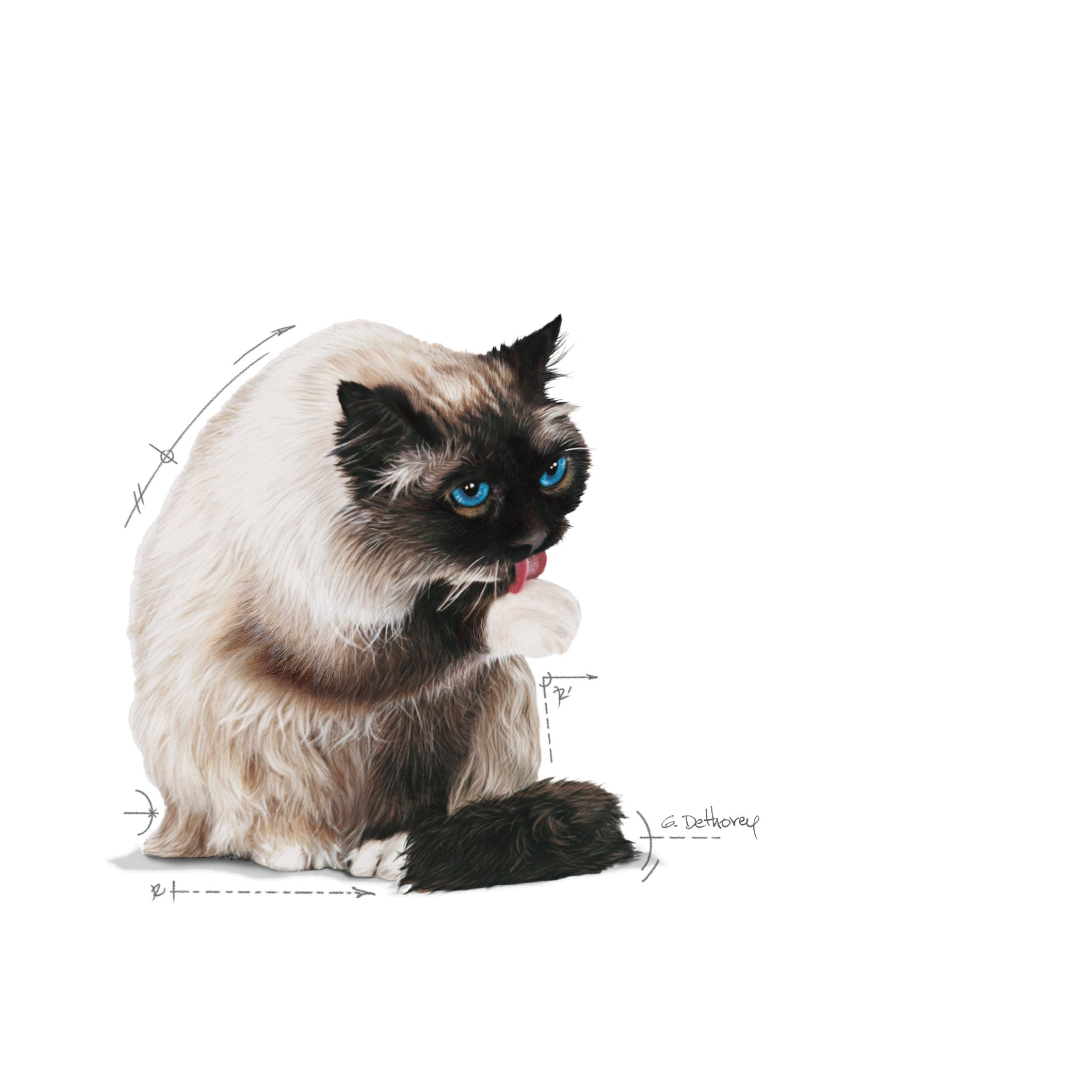 Royal Canin Wet Cat Food Hairball Care Gravy