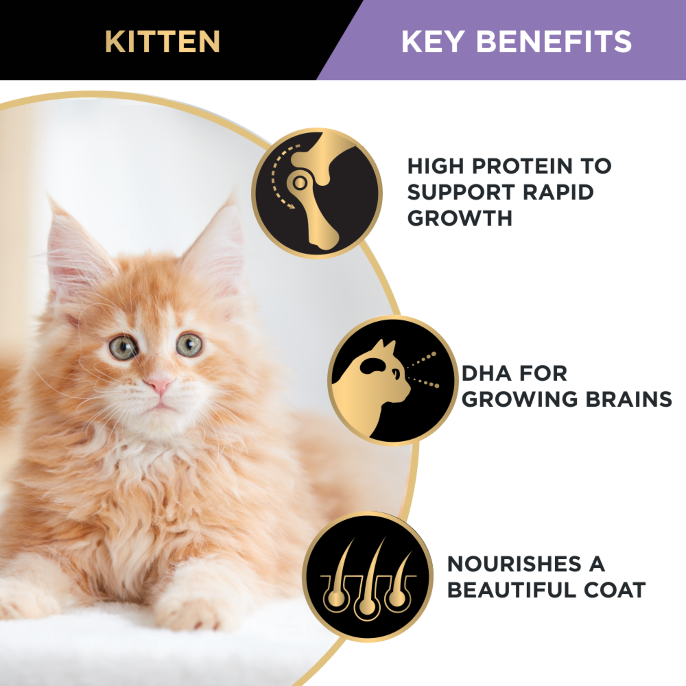 PRO PLAN Kitten Chicken Formula Dry Cat Food product detail 2