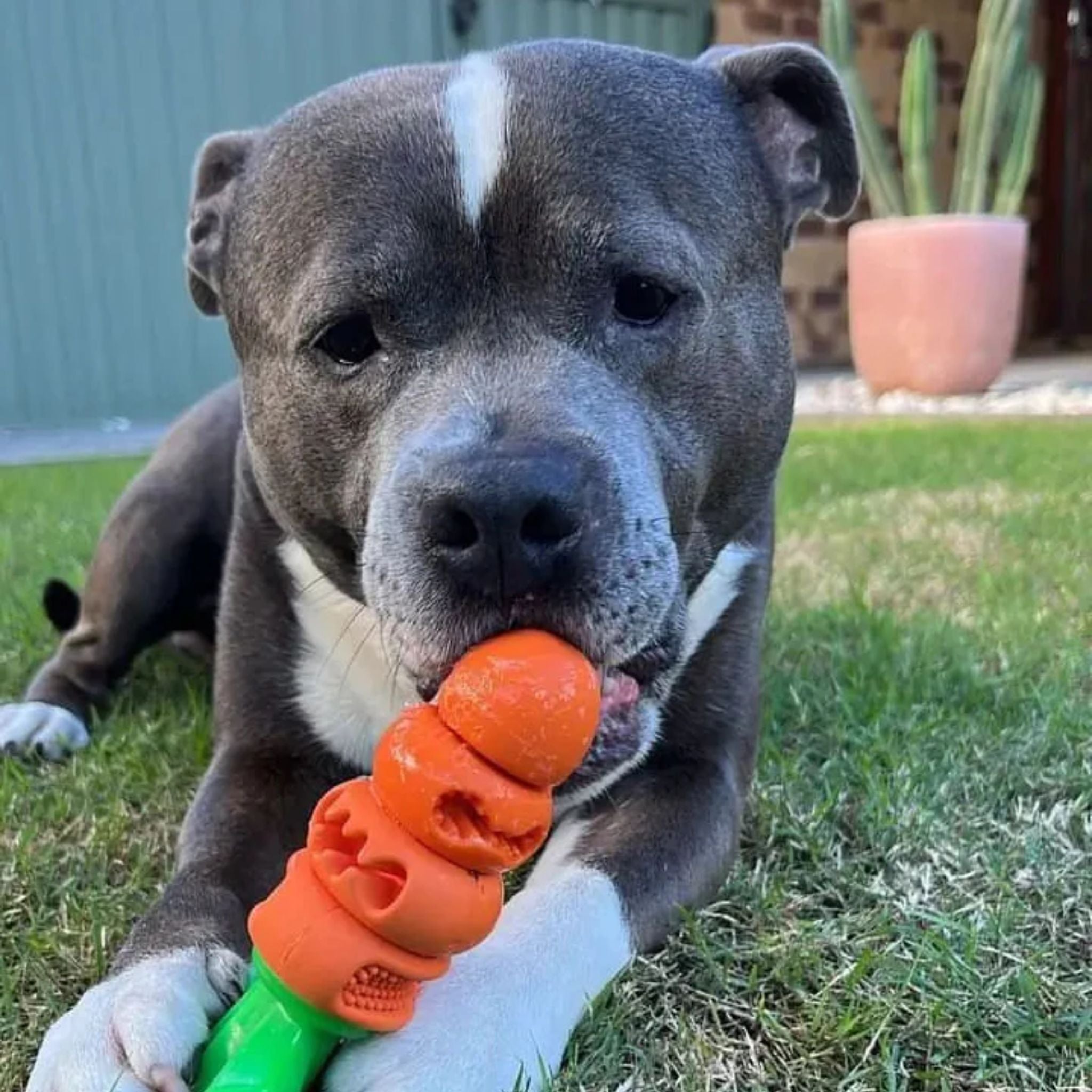 Happy Staffy Co Chomp Carrot Dog Toy