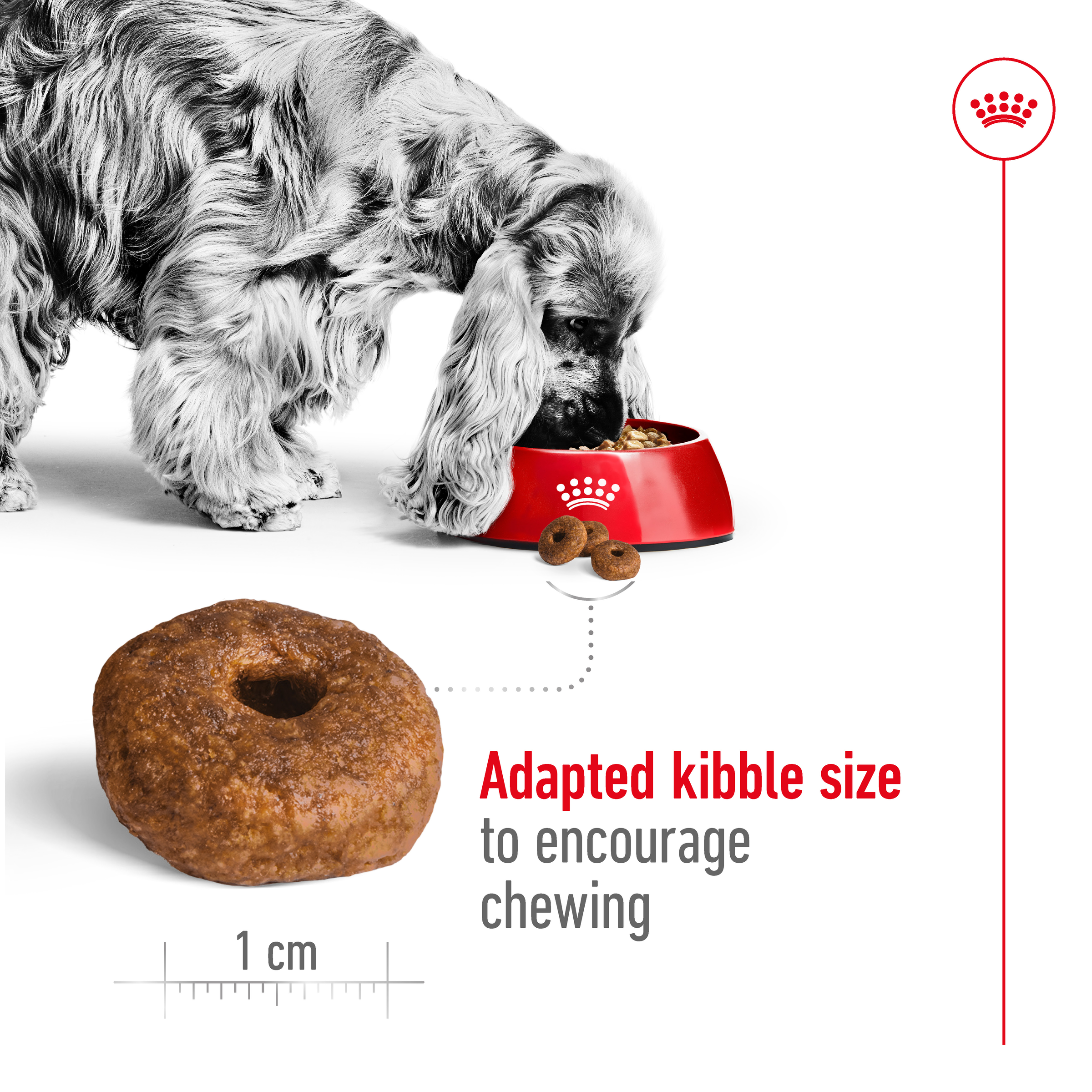 Royal Canin Medium Ageing 10+ product detail 4