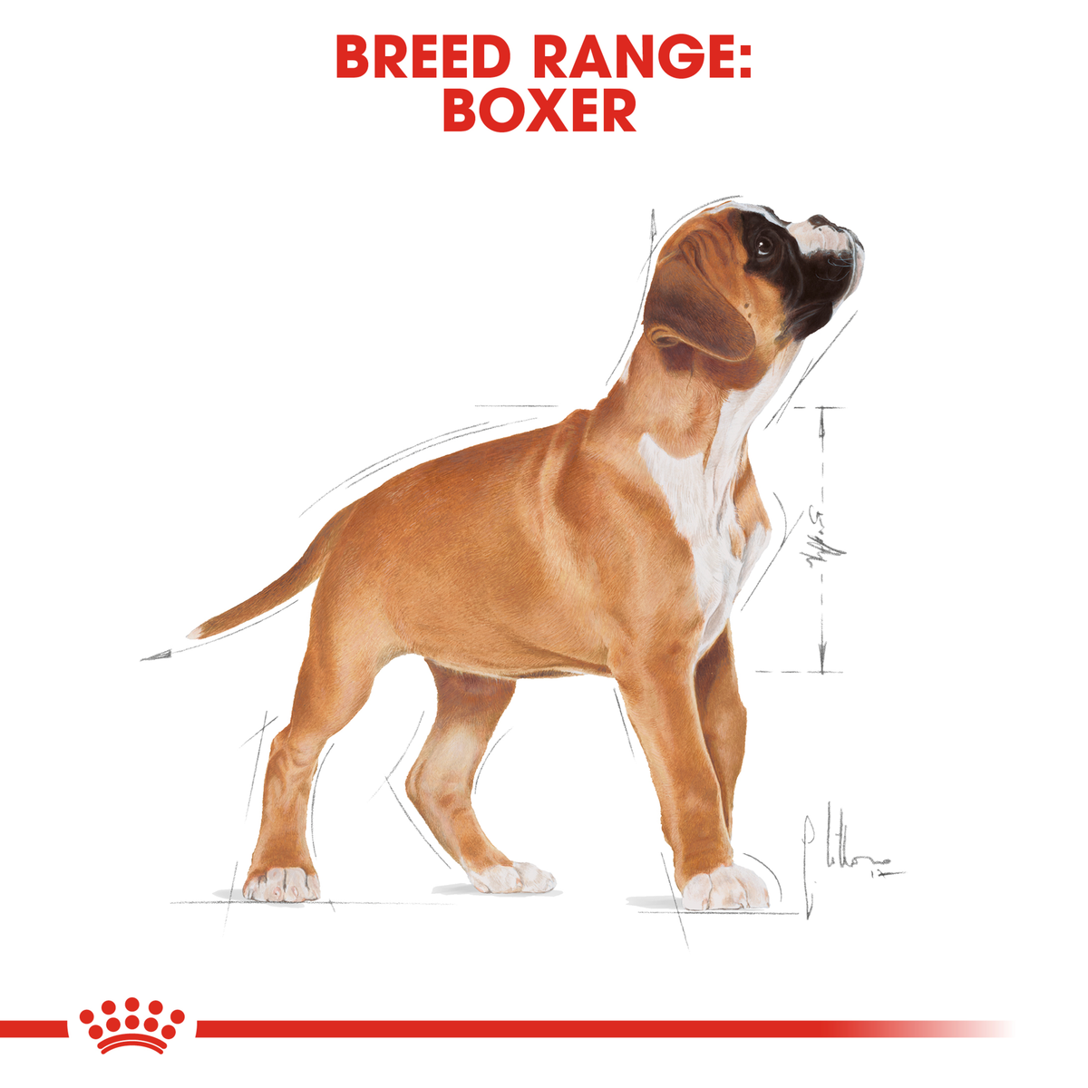 Illustration of an adult Boxer from the Royal Canin Boxer breed range