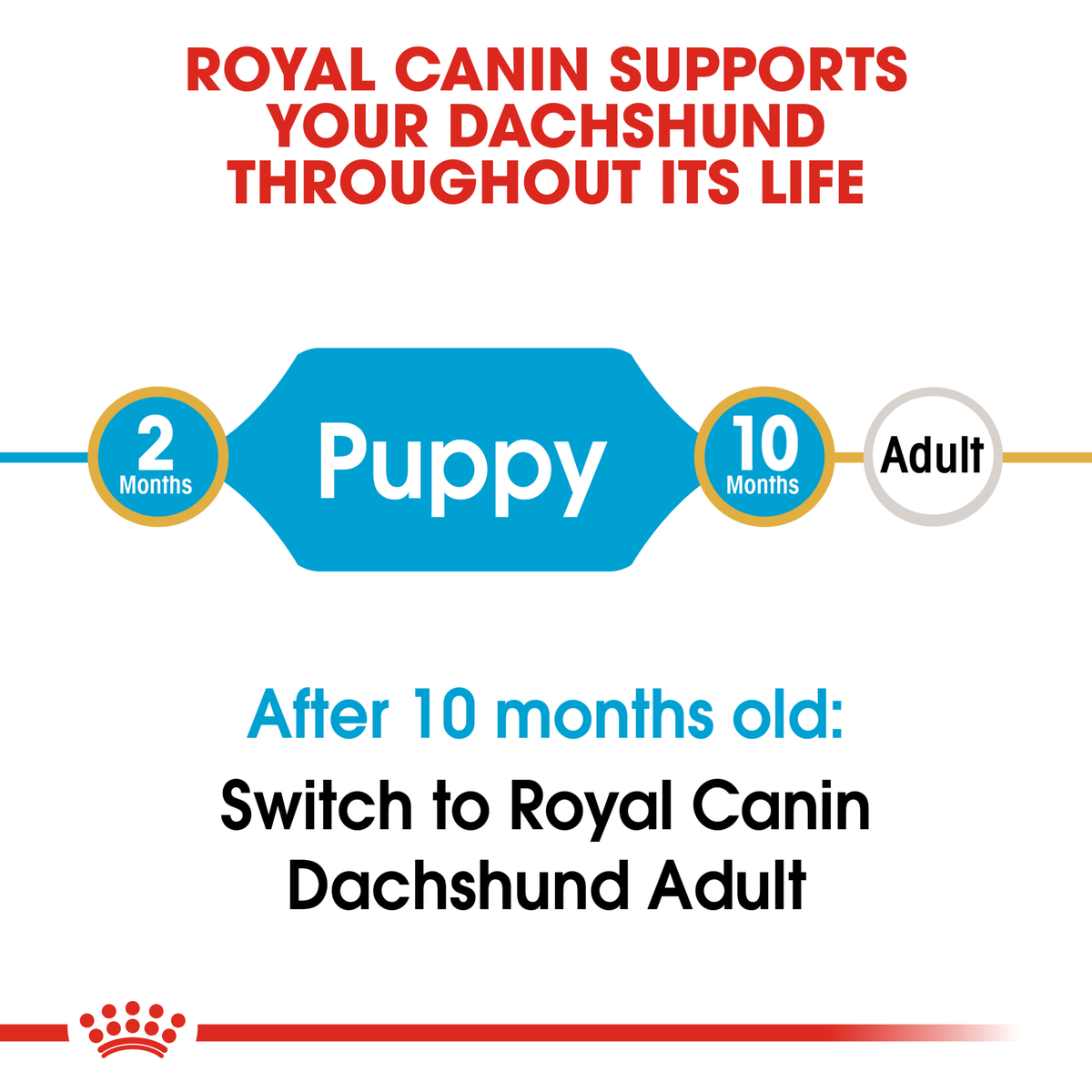 Royal Canin Dachshund life stage guide: puppy food to 10 months, then Dachshund Adult