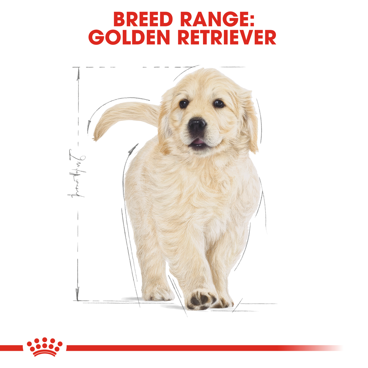 Golden Retriever puppy sitting, from the Royal Canin Golden Retriever breed range