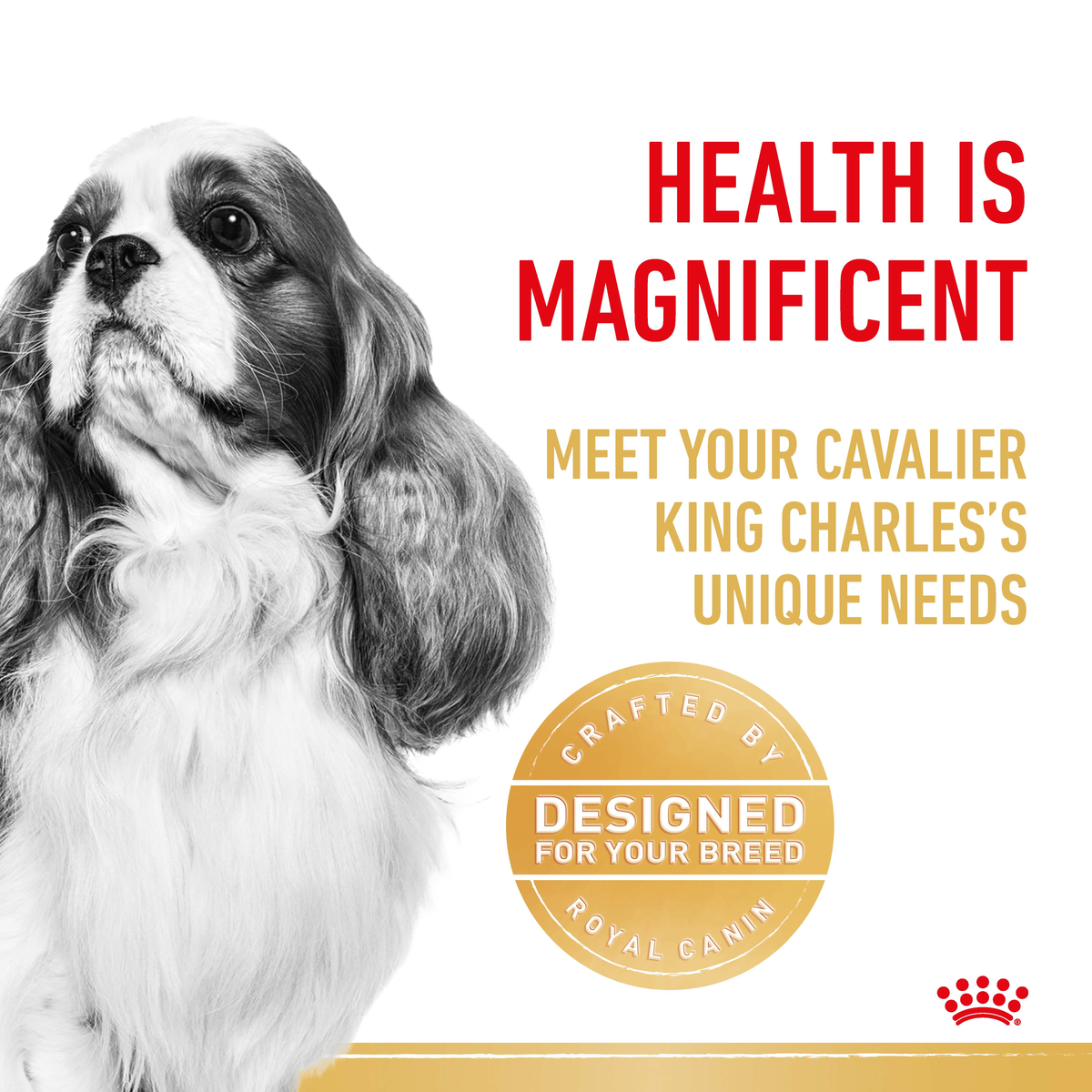 Black and white close-up of a Cavalier King Charles Spaniel beside a designed-for-your-breed seal
