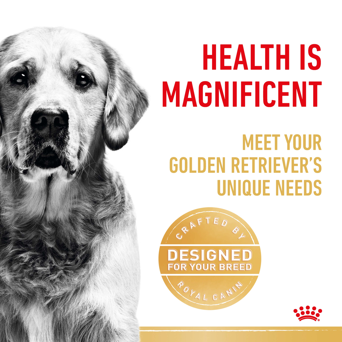 Black and white close-up of a Golden Retriever beside a designed-for-your-breed seal