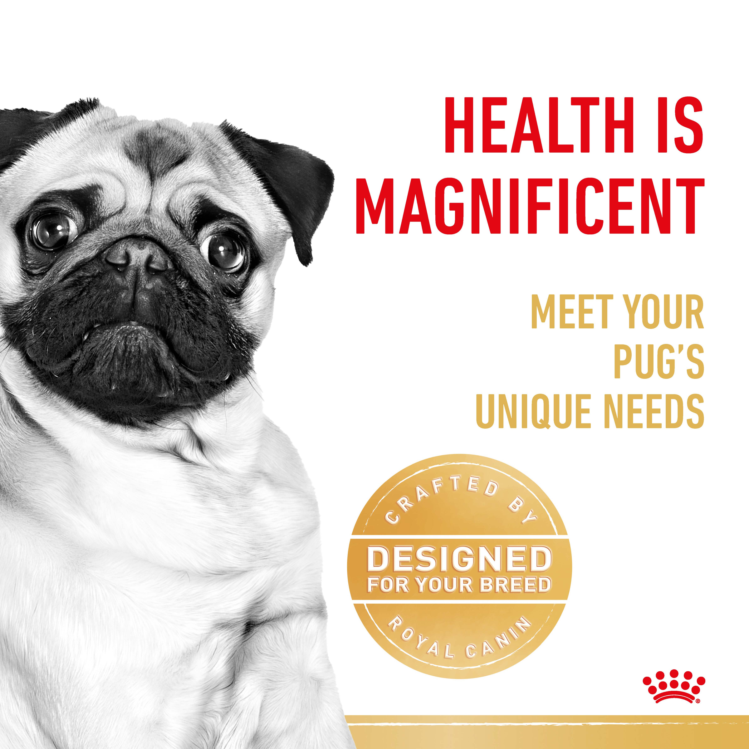 Royal Canin Pug product detail 2