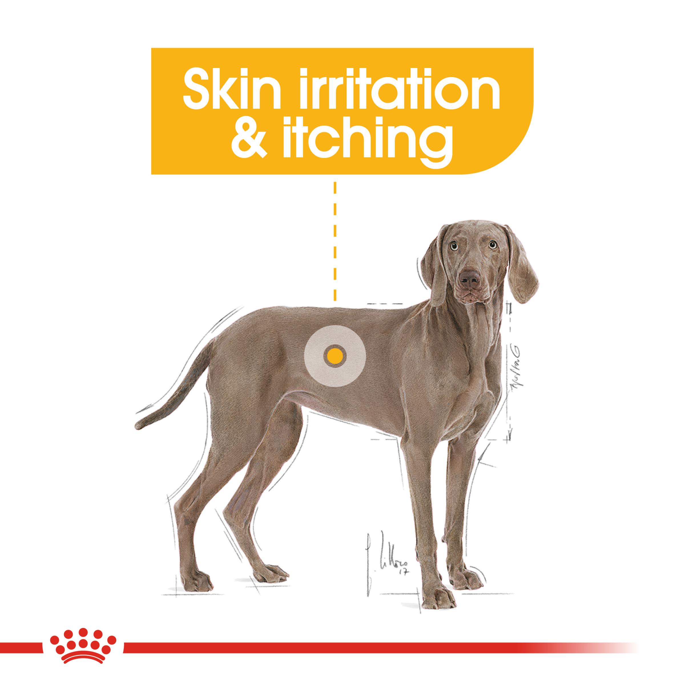 Royal Canin Maxi Dermacomfort product detail 3