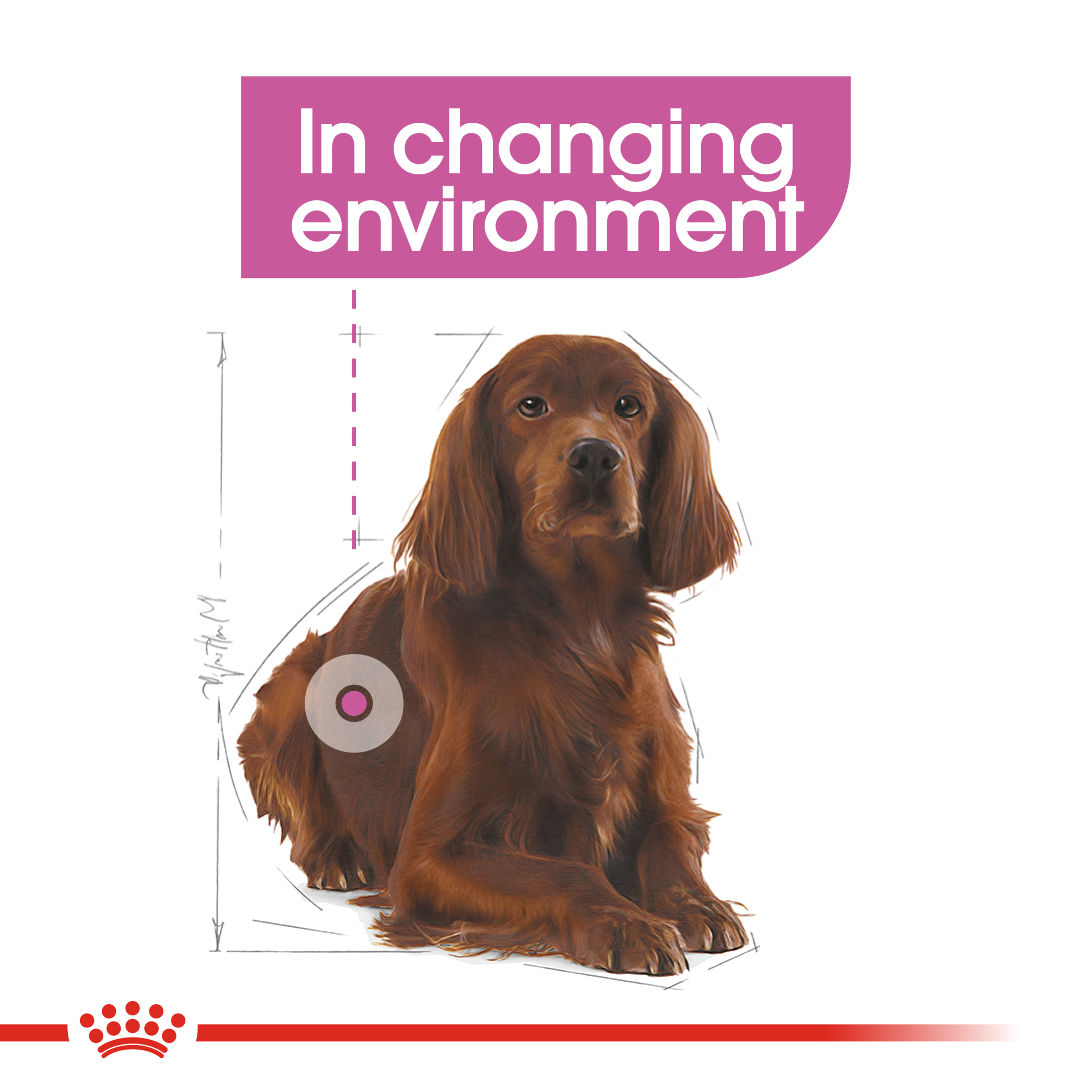 Royal Canin Medium Relax Care product detail 3