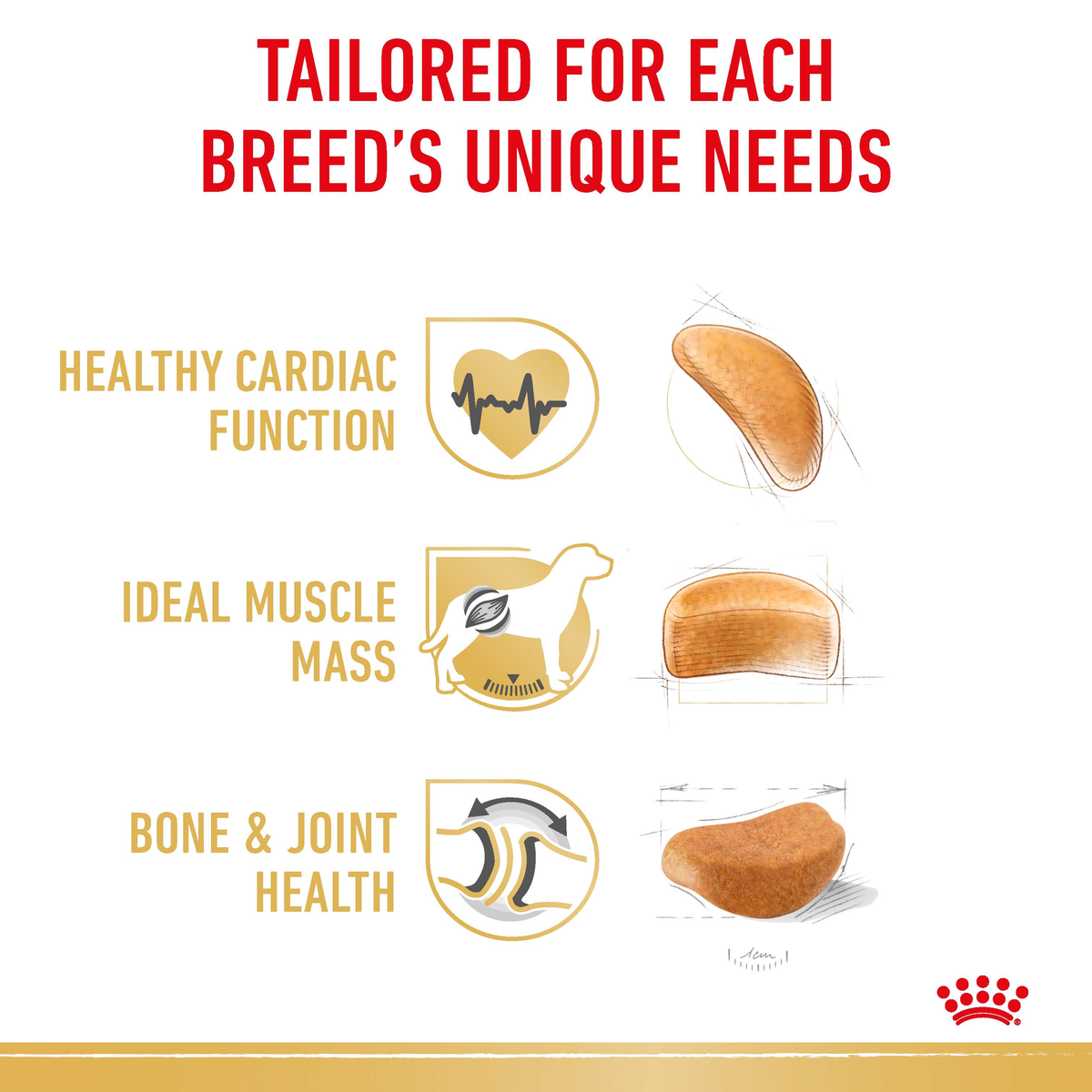 Royal Canin Rottweiler benefits: cardiac function, ideal muscle mass, bone and joint health
