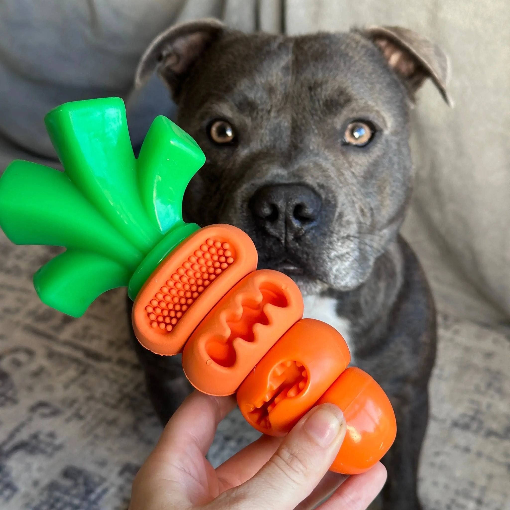 Happy Staffy Co Chomp Carrot Dog Toy