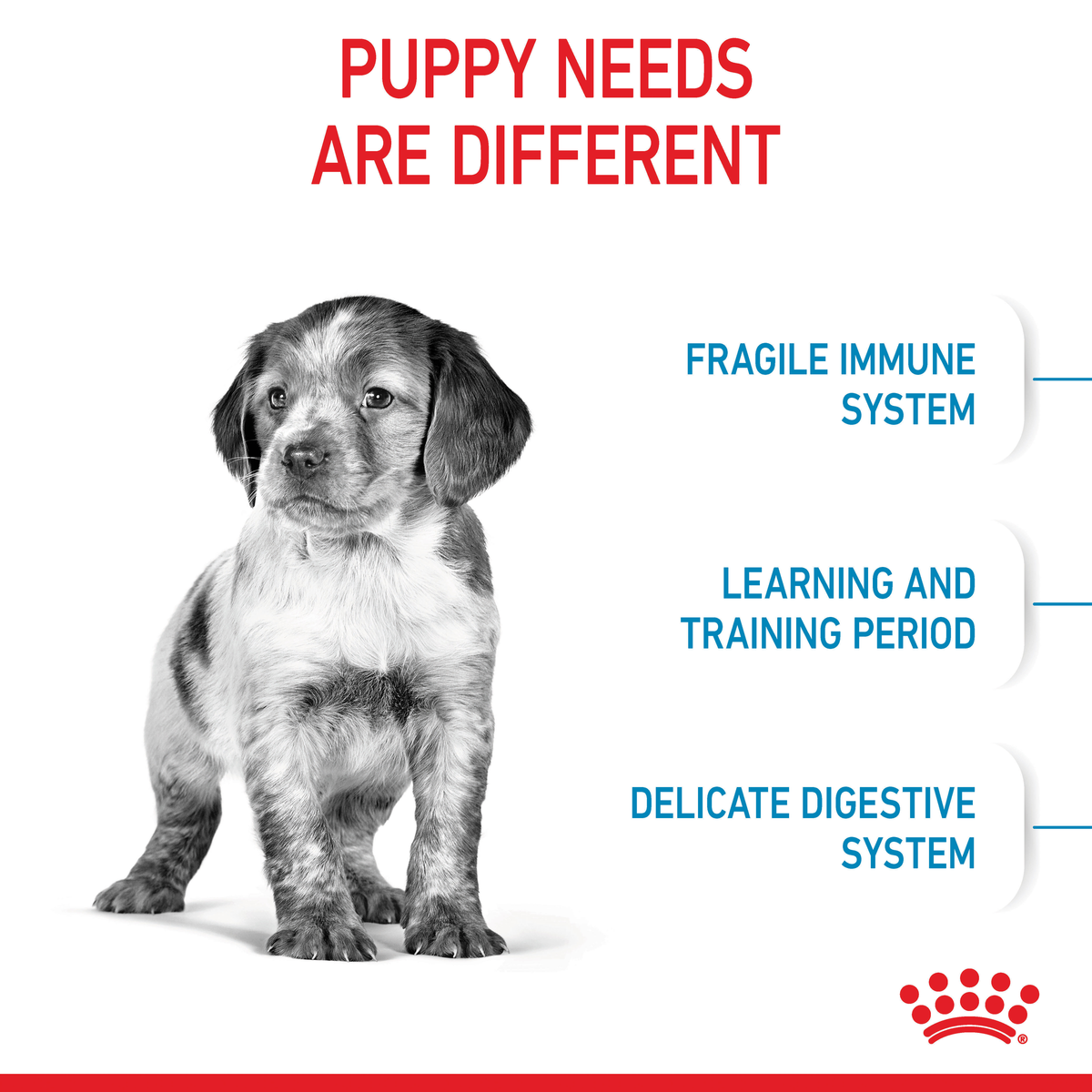 Black and white puppy graphic: fragile immune system, learning period, delicate digestion