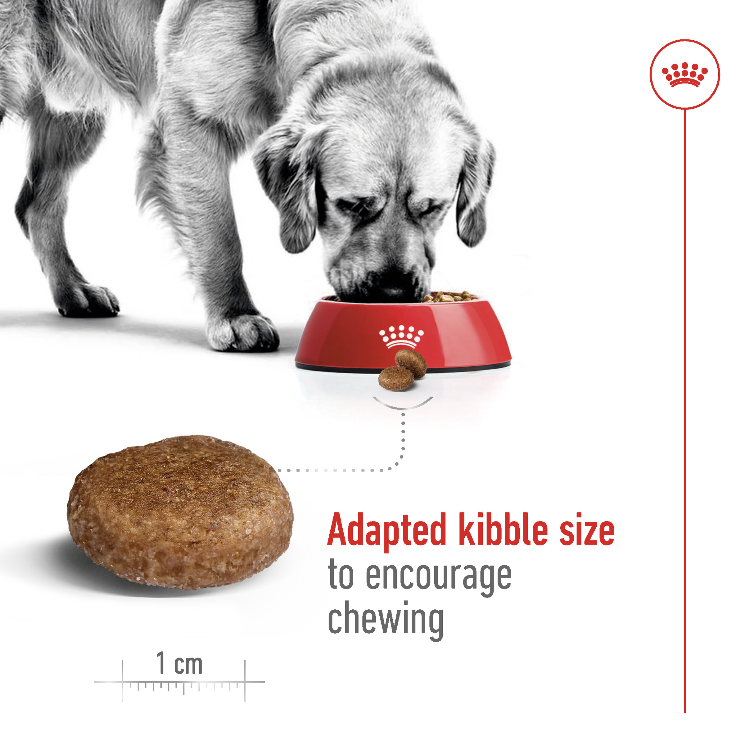 Royal Canin Maxi Adult 5+ product detail 4
