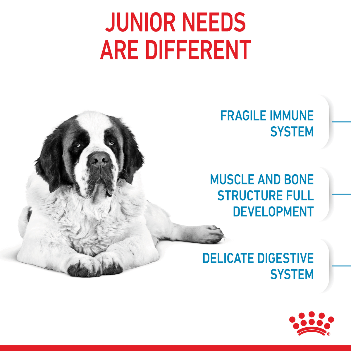 St Bernard puppy graphic: fragile immune system, muscle and bone development, delicate digestion