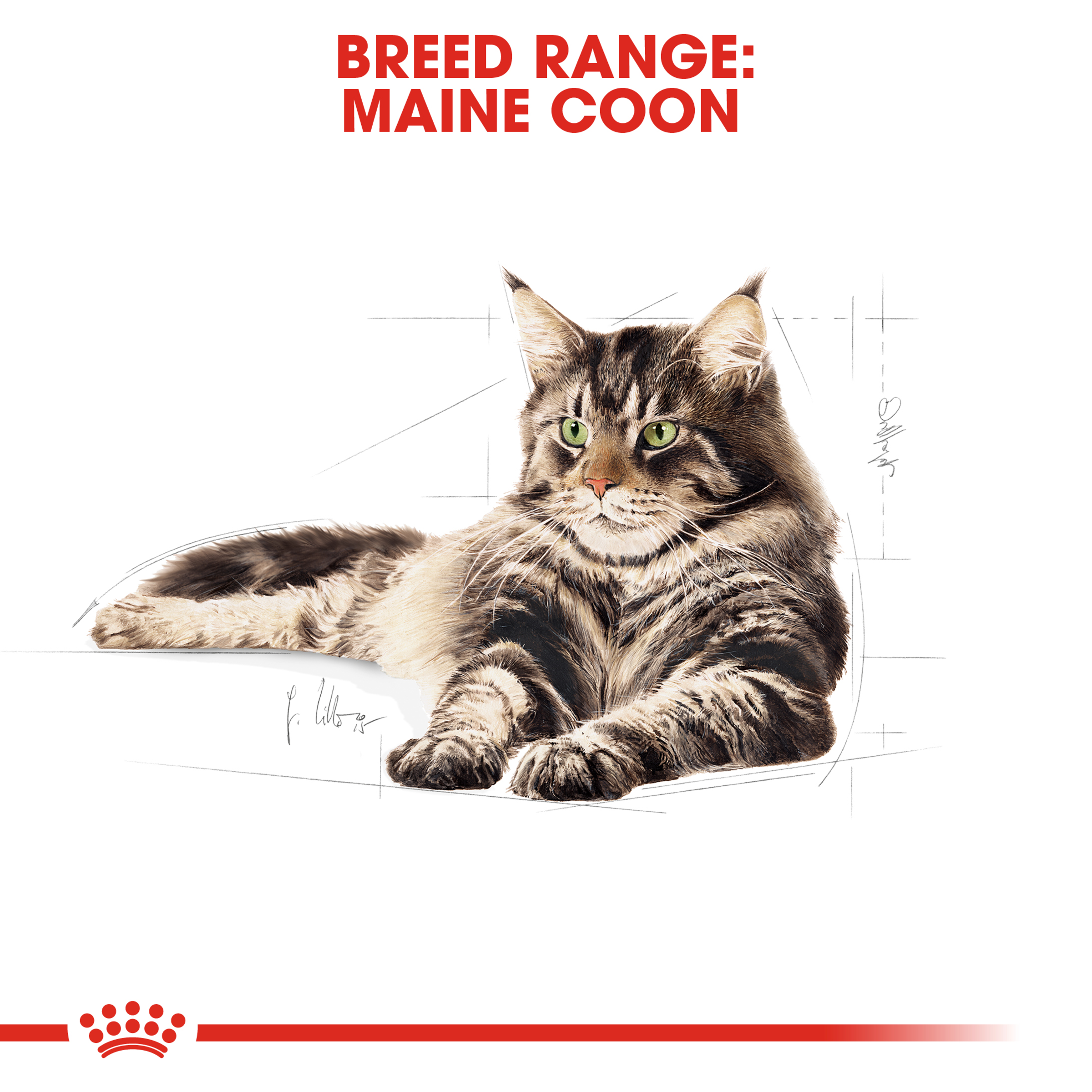 Royal Canin Maine Coon, dry cat food, 2kg to 10kg bags, adult cat