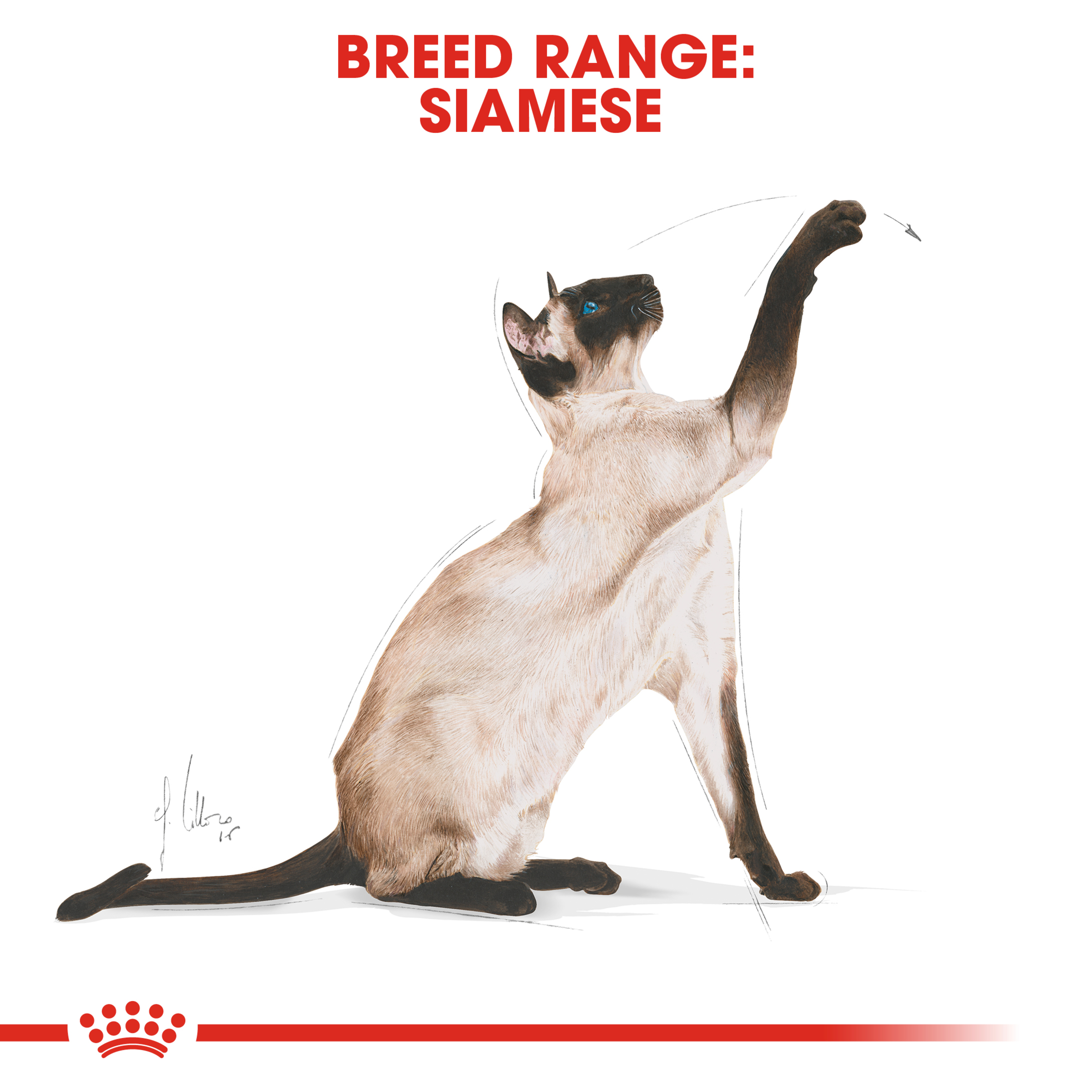 Royal Canin Siamese Dry Cat Food product detail 3