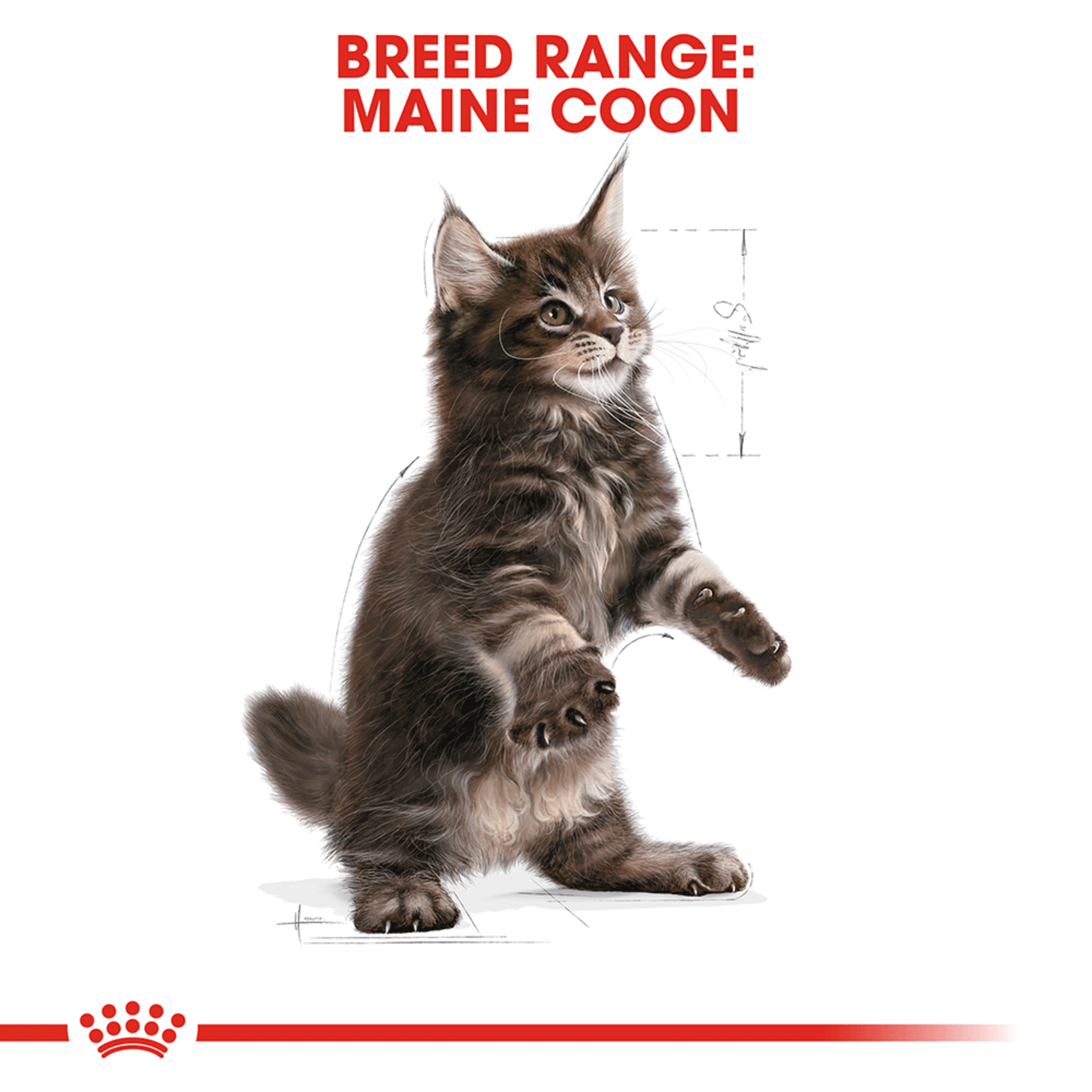 Royal Canin Maine Coon Kitten, dry kitten food, 2kg or 10kg bags, kitten