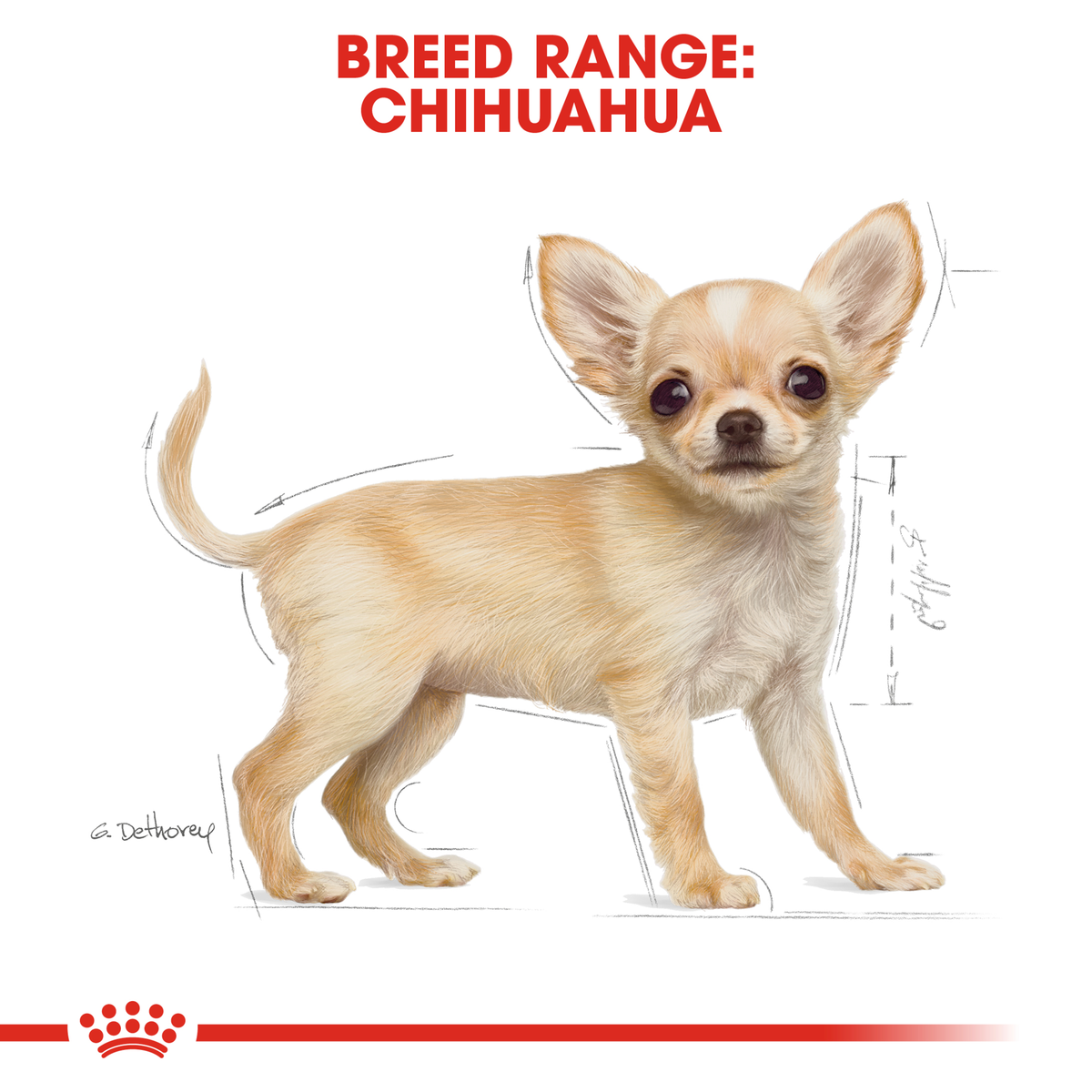 Chihuahua standing, from the Royal Canin Chihuahua breed range