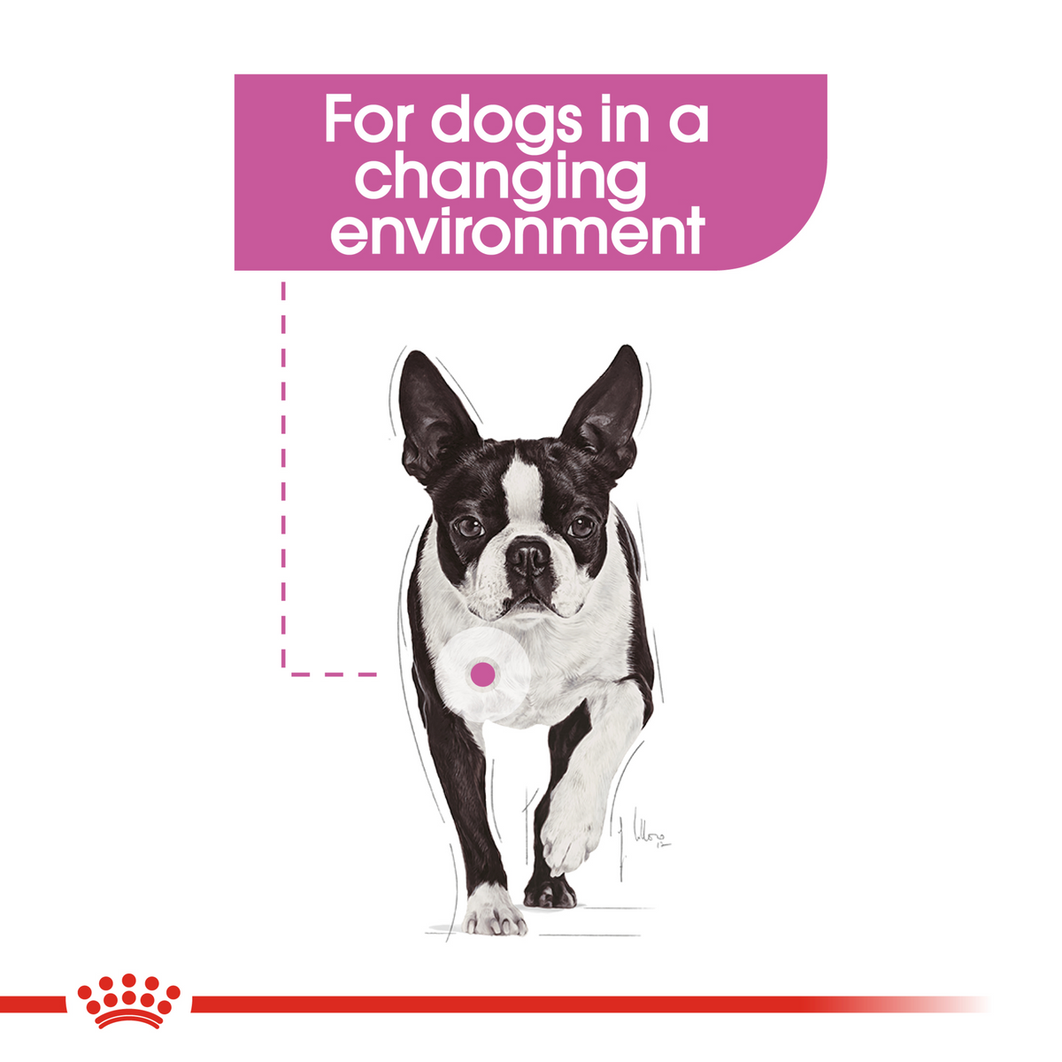 Illustration of a dog for changing environments, Royal Canin Relax Care