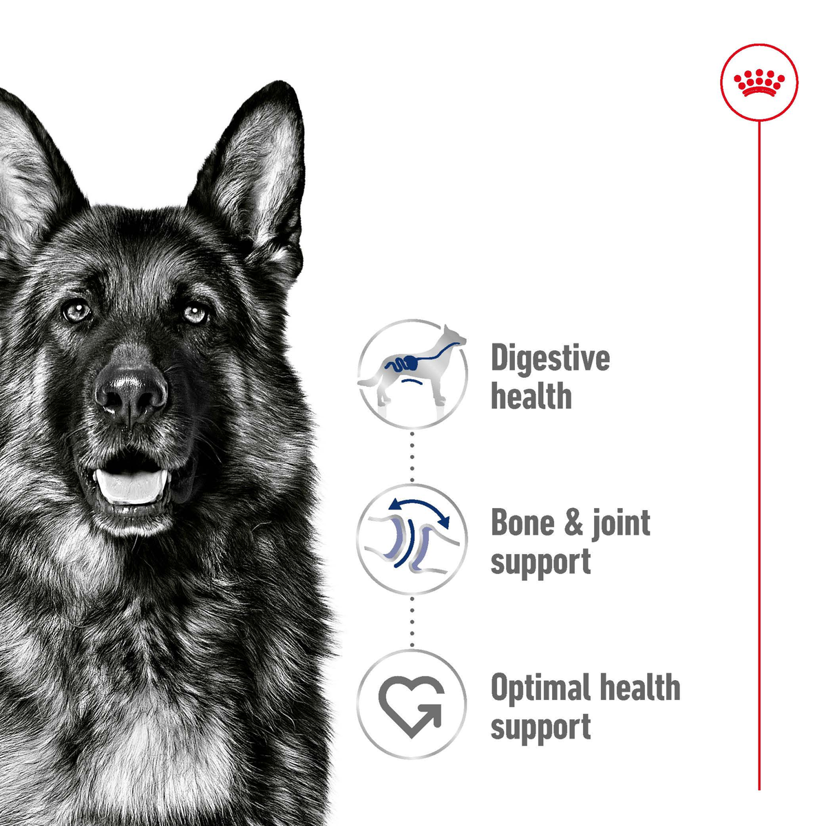 Black and white German Shepherd with claims: digestive health, bone and joint, vitality